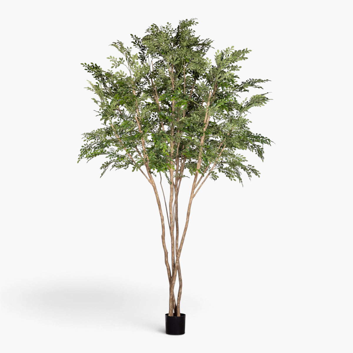 11' Murraye Tree - UV Treated FP1505