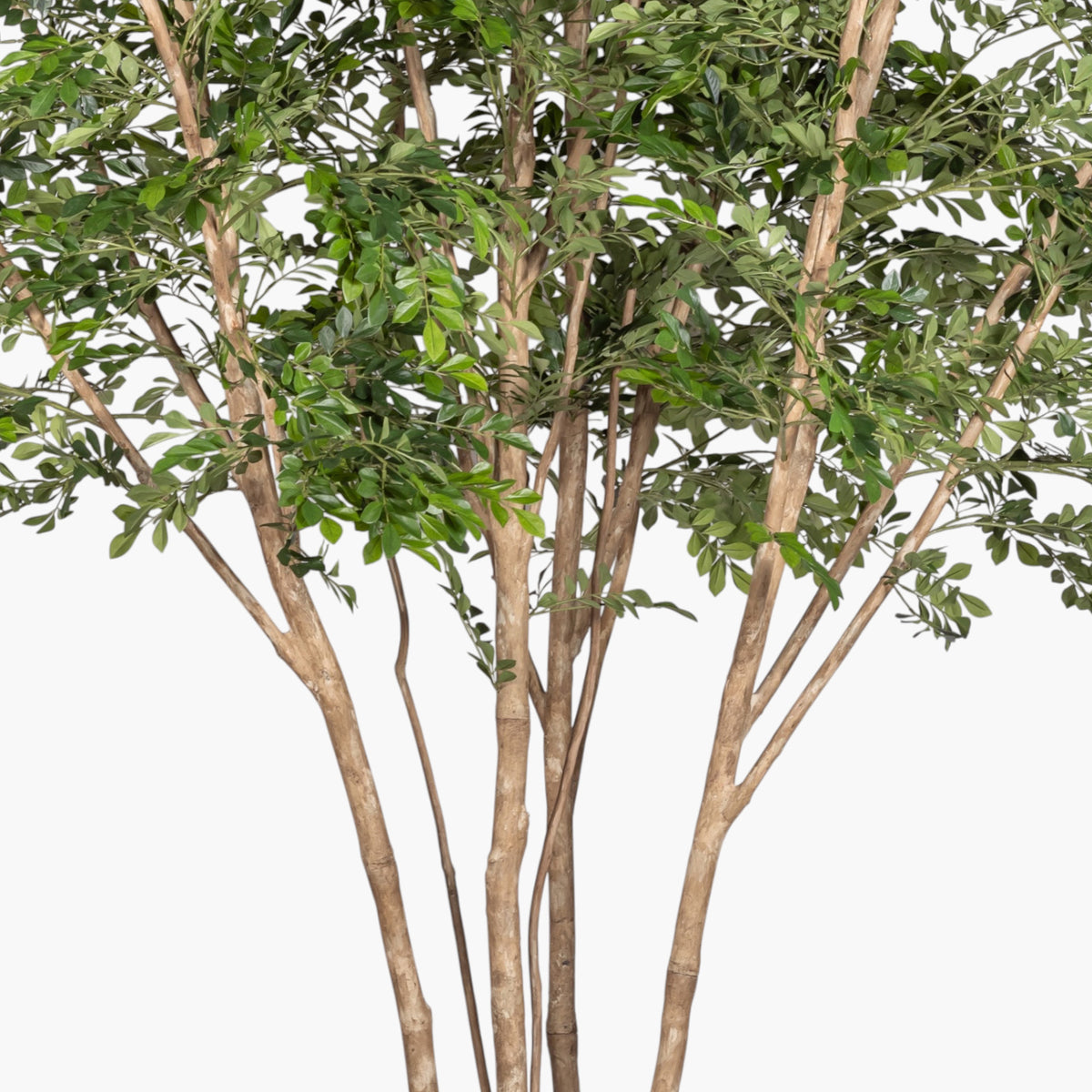 11' Murraye Tree - UV Treated FP1505