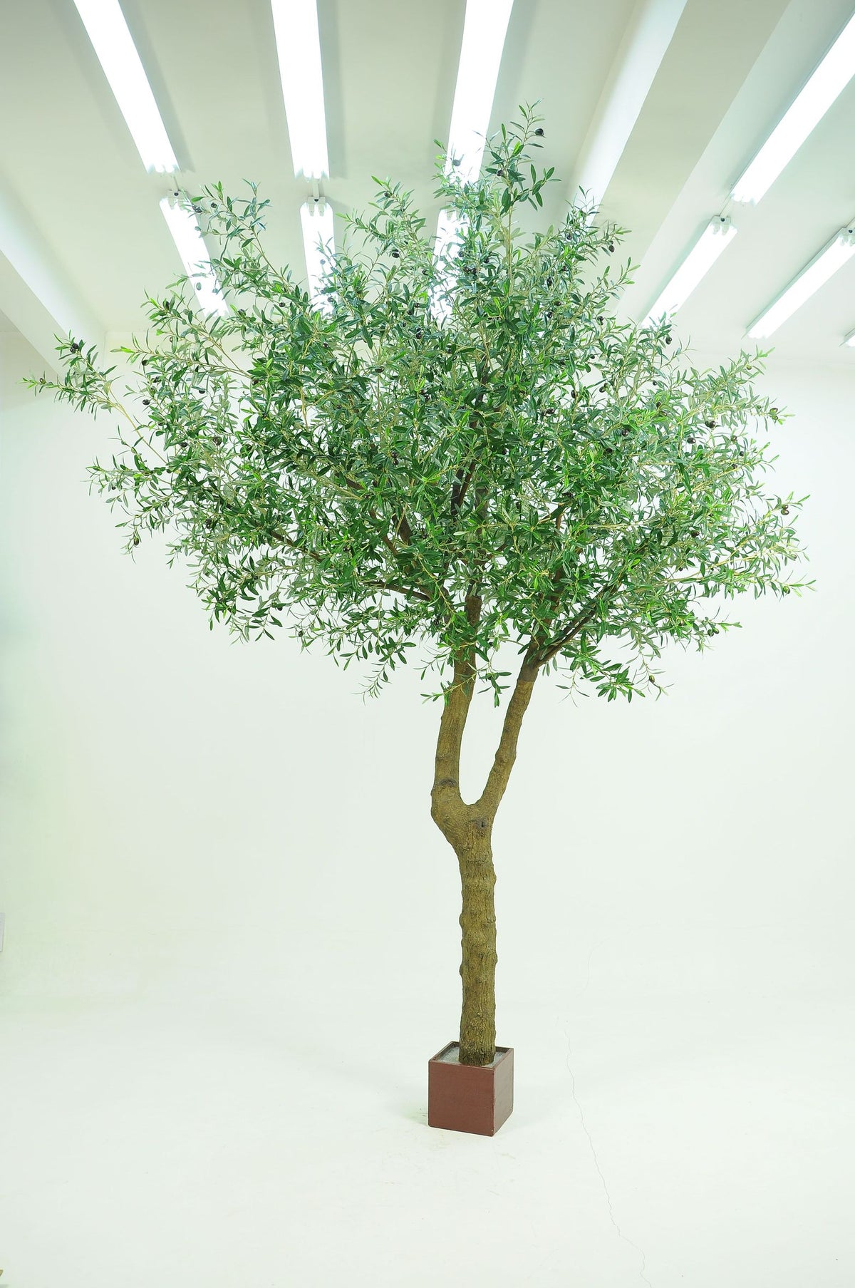 UV Outdoor Rated 23 Olive Branch