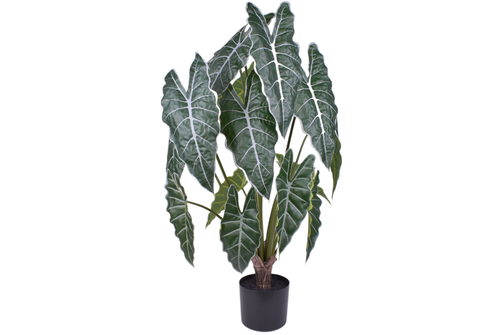 3' Grand Syngonium Bush - UV Treated   FP1325