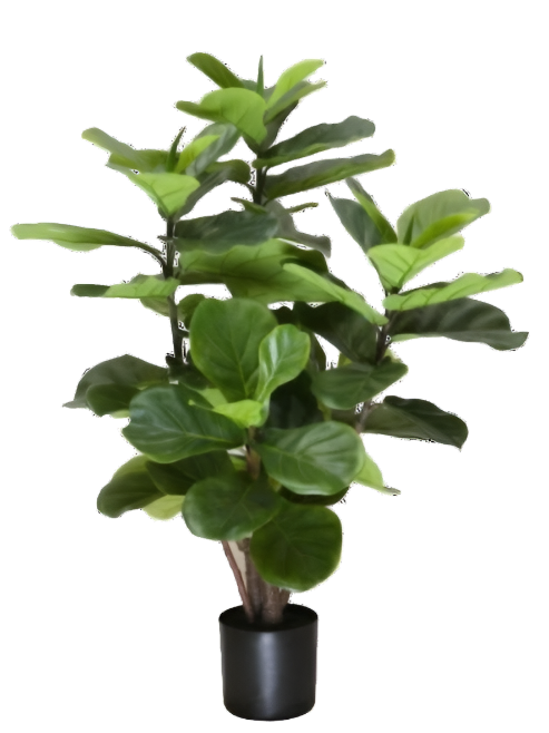 3' Fiddle Leaf Fig   FP1333