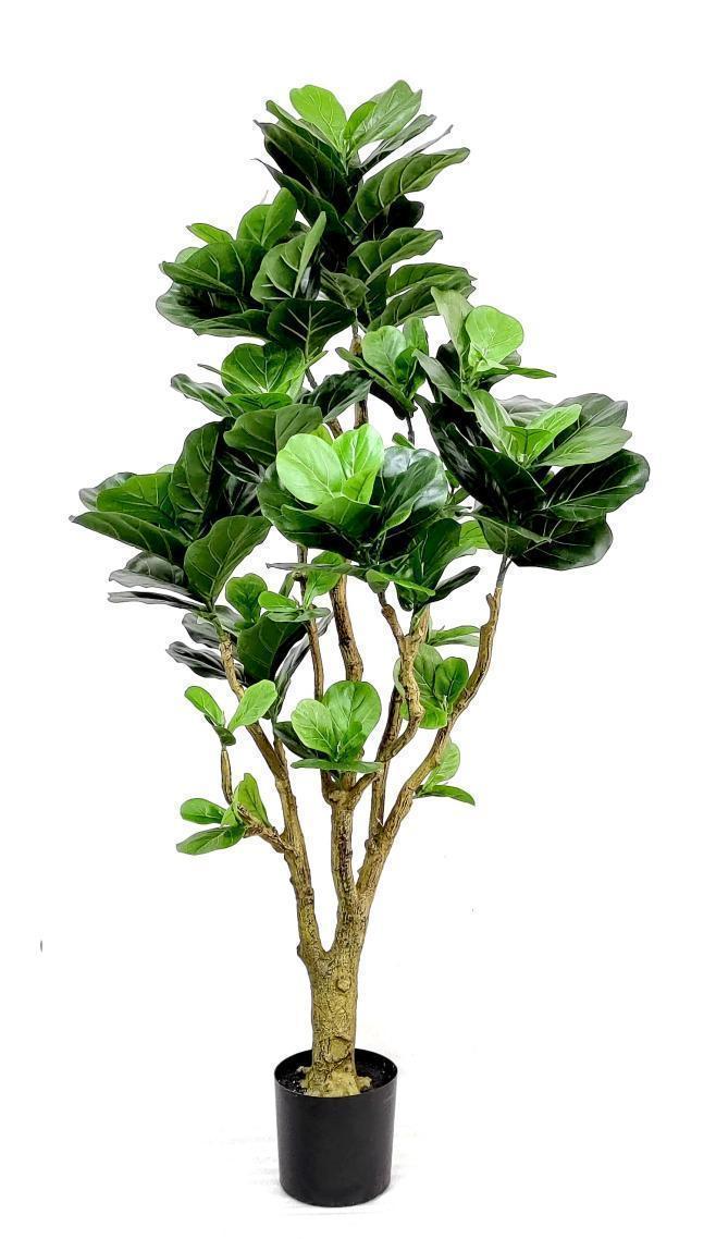 6' Fiddle Leaf Fig     FP1334