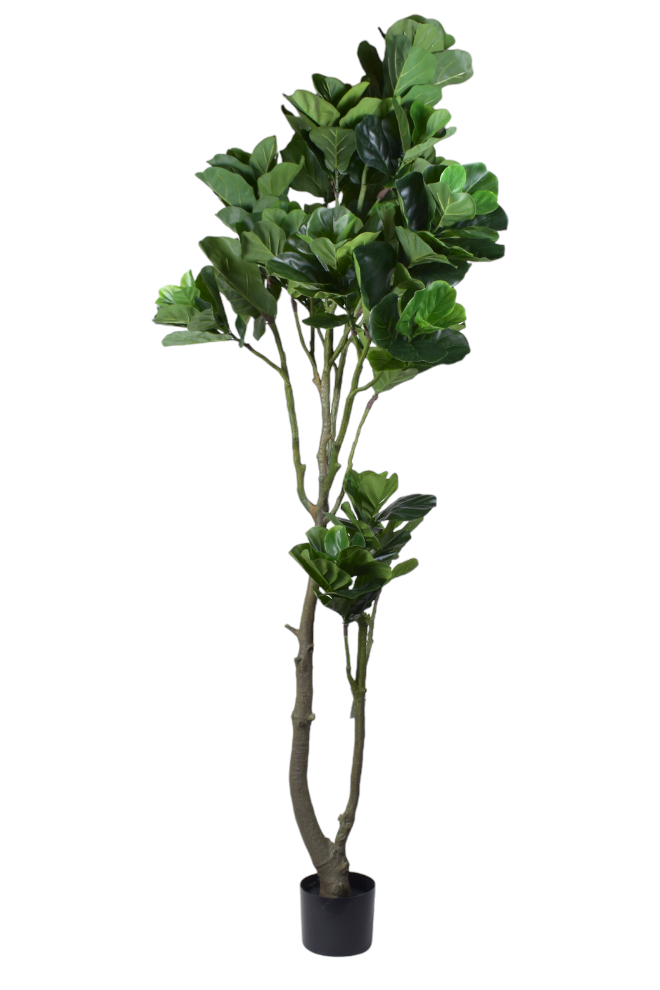 9' Fiddle Leaf Fig     FP1337