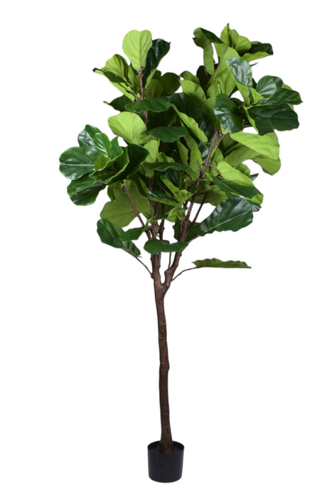 9' Fiddle Leaf Fig Tree   FP1338