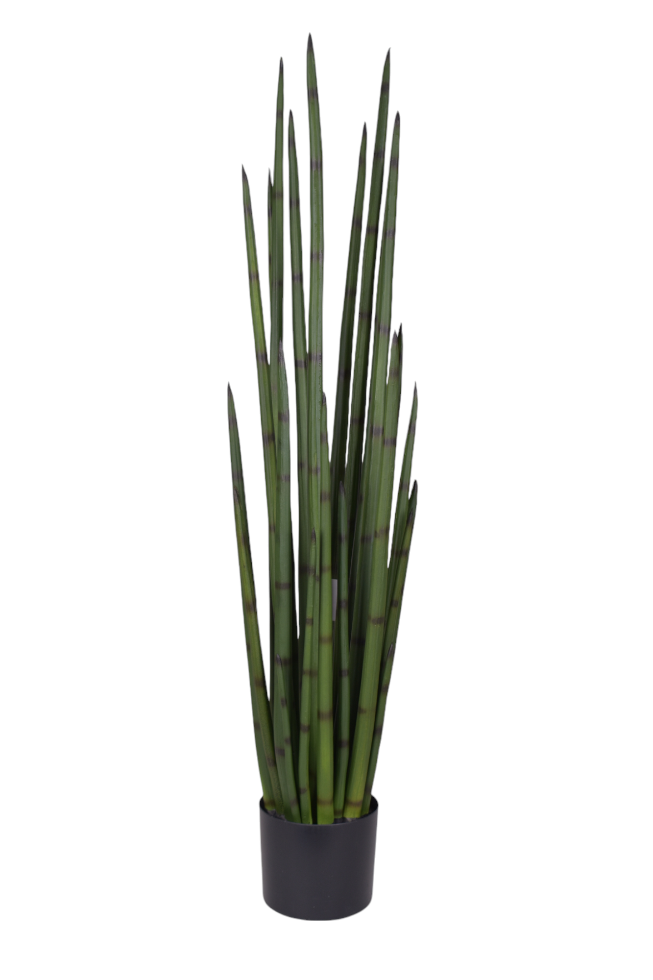 4' Snake Grass     FP1339