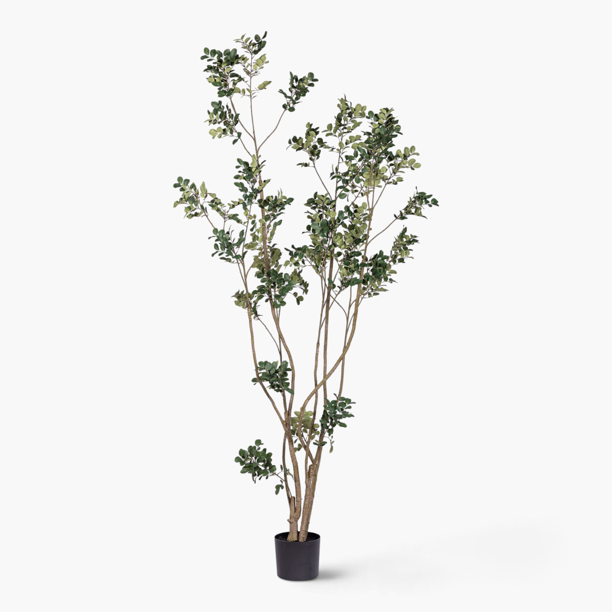 8' Crepe Myrtle Tree    FP1344