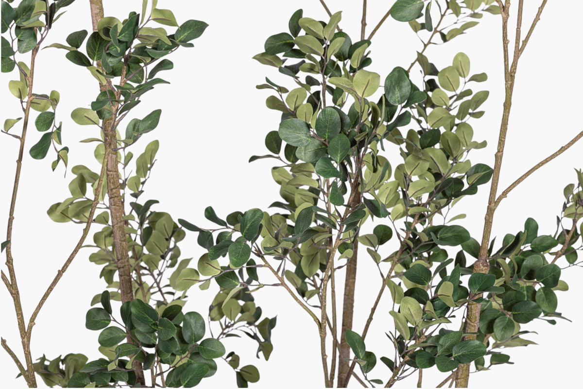 8' Crepe Myrtle Tree    FP1344