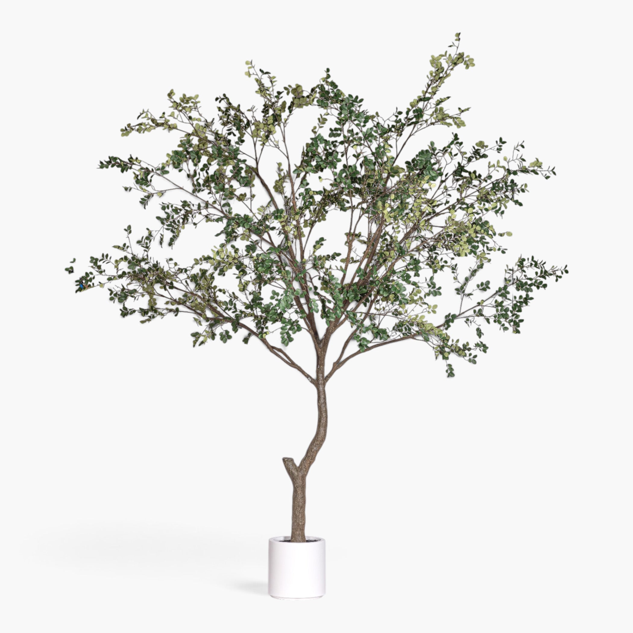 11' Crepe Myrtle Tree     FP1345