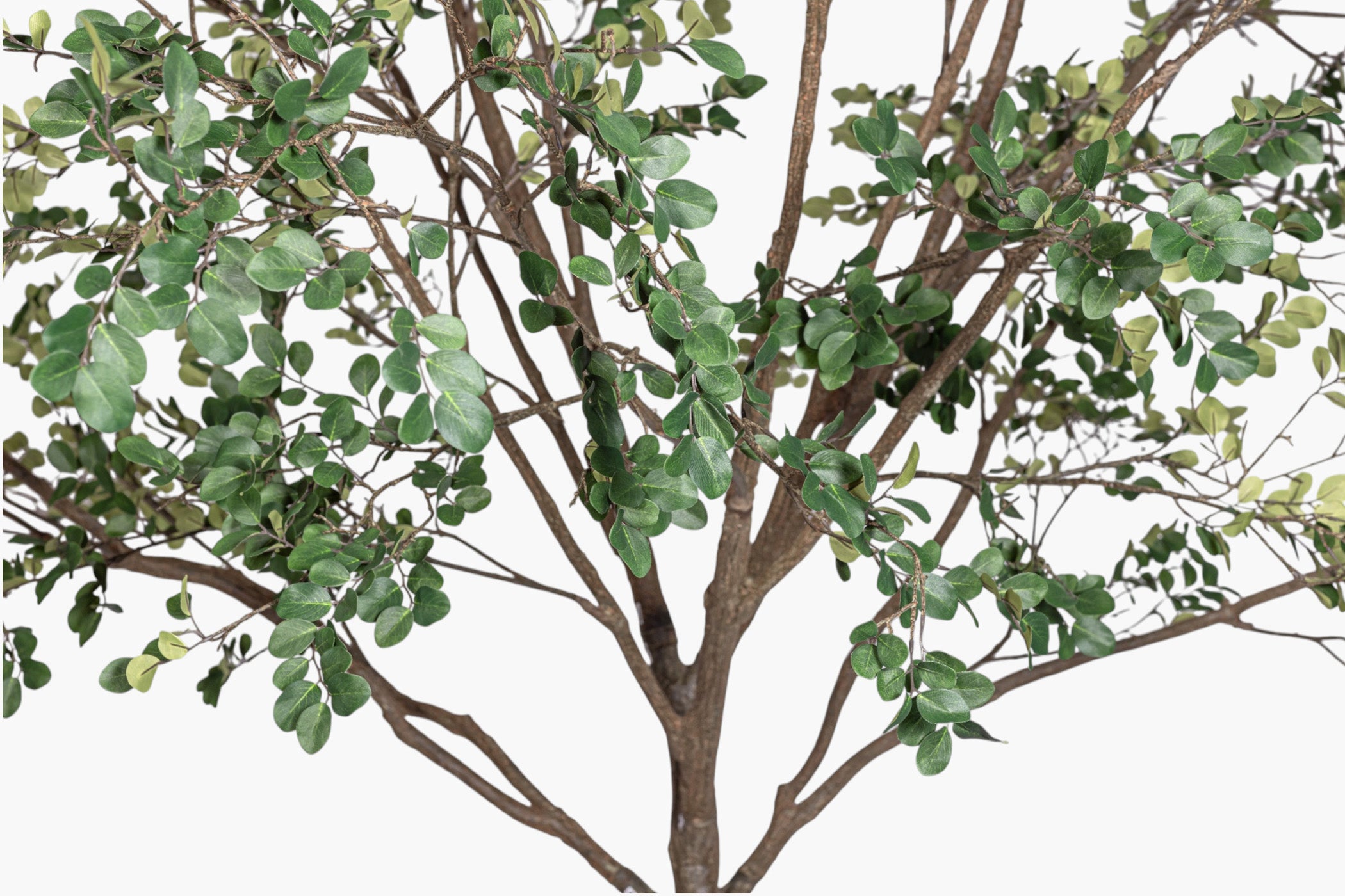 11' Crepe Myrtle Tree     FP1345