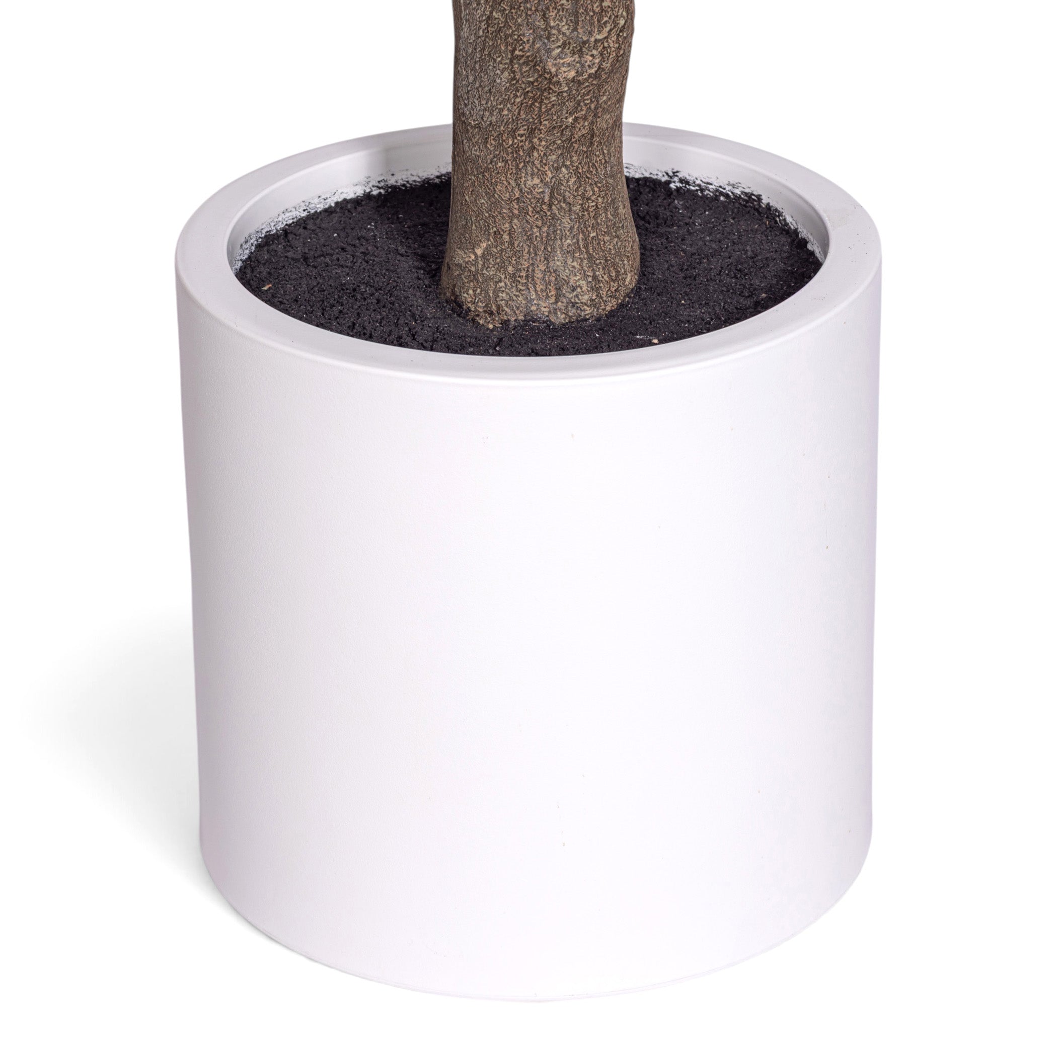 11' Crepe Myrtle Tree     FP1345
