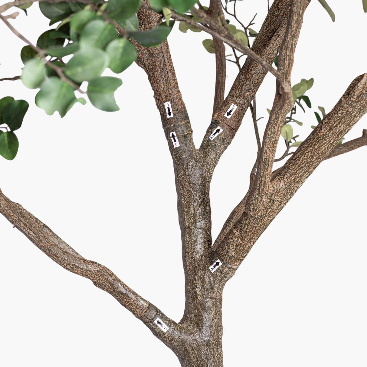11' Crepe Myrtle Tree     FP1345