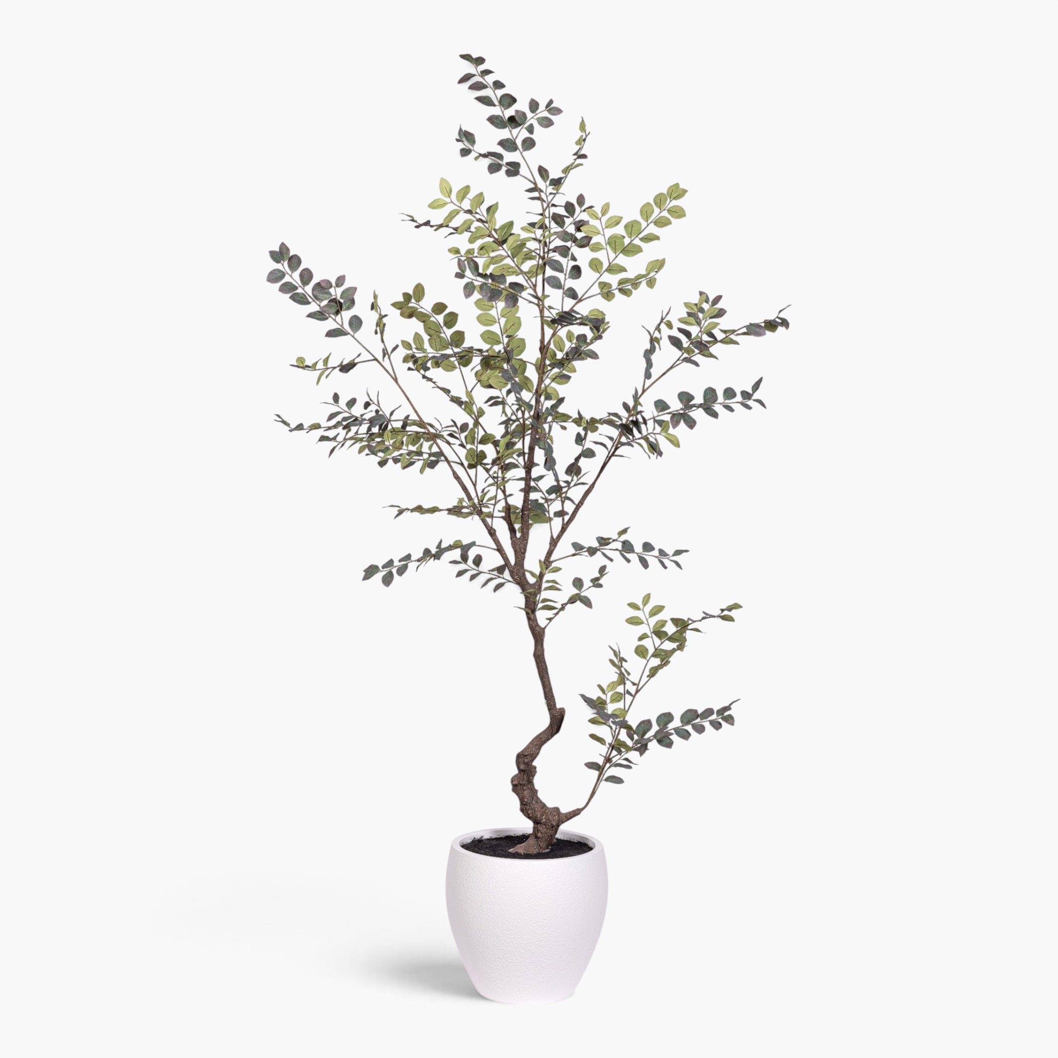8' Crepe Myrtle Tree in White Pot     FP1346