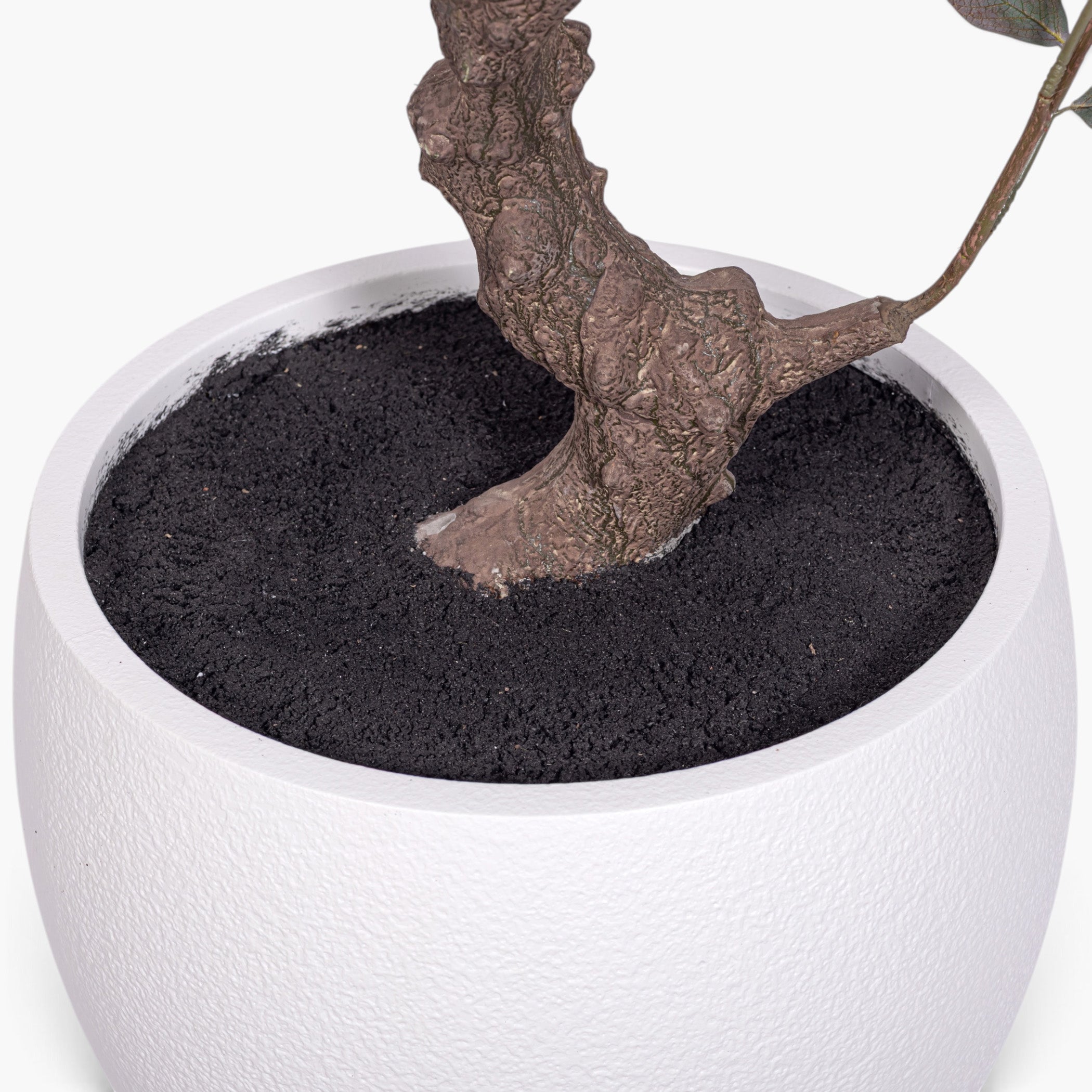 8' Crepe Myrtle Tree in White Pot     FP1346