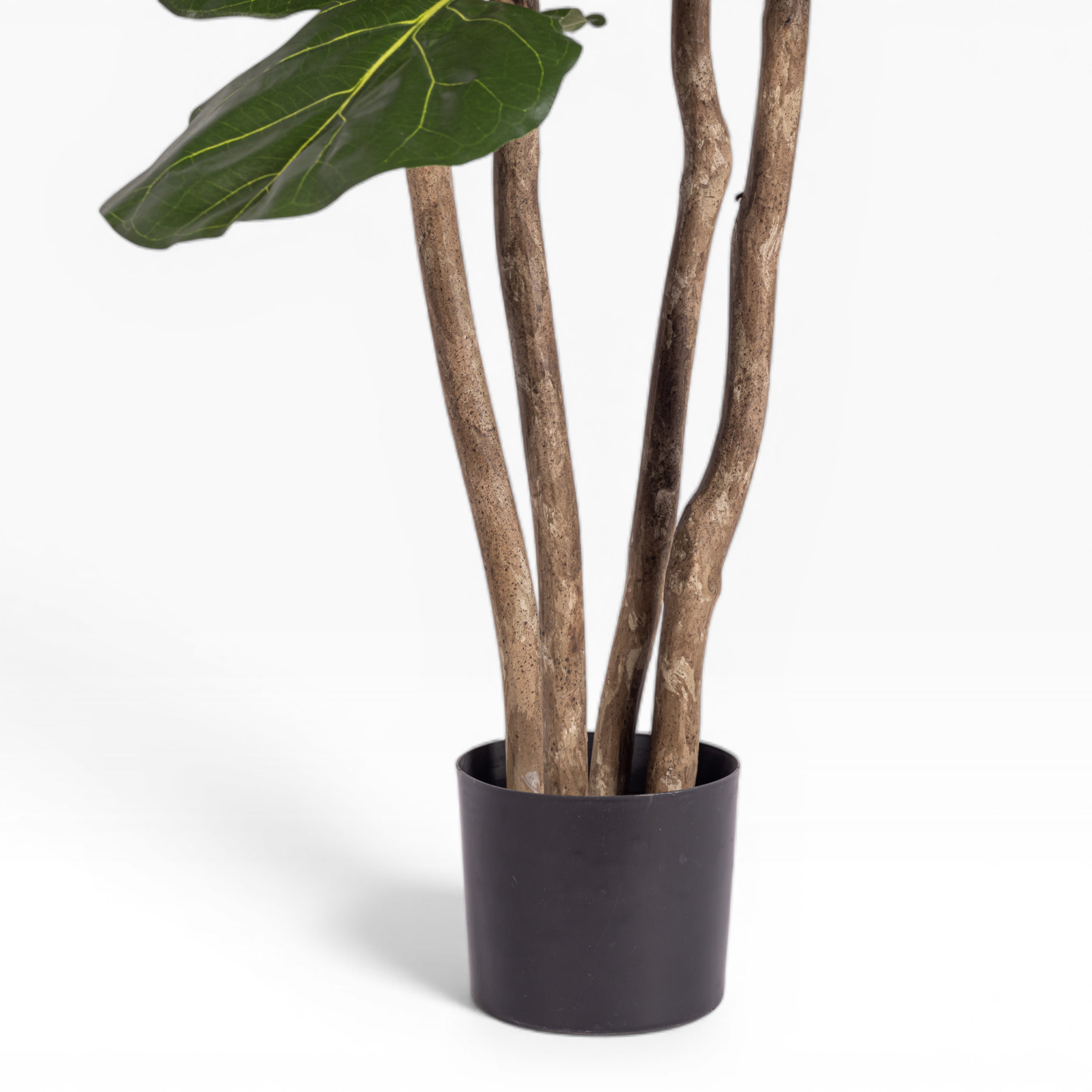 6' Fiddle Leaf Fig Tree   FP1400