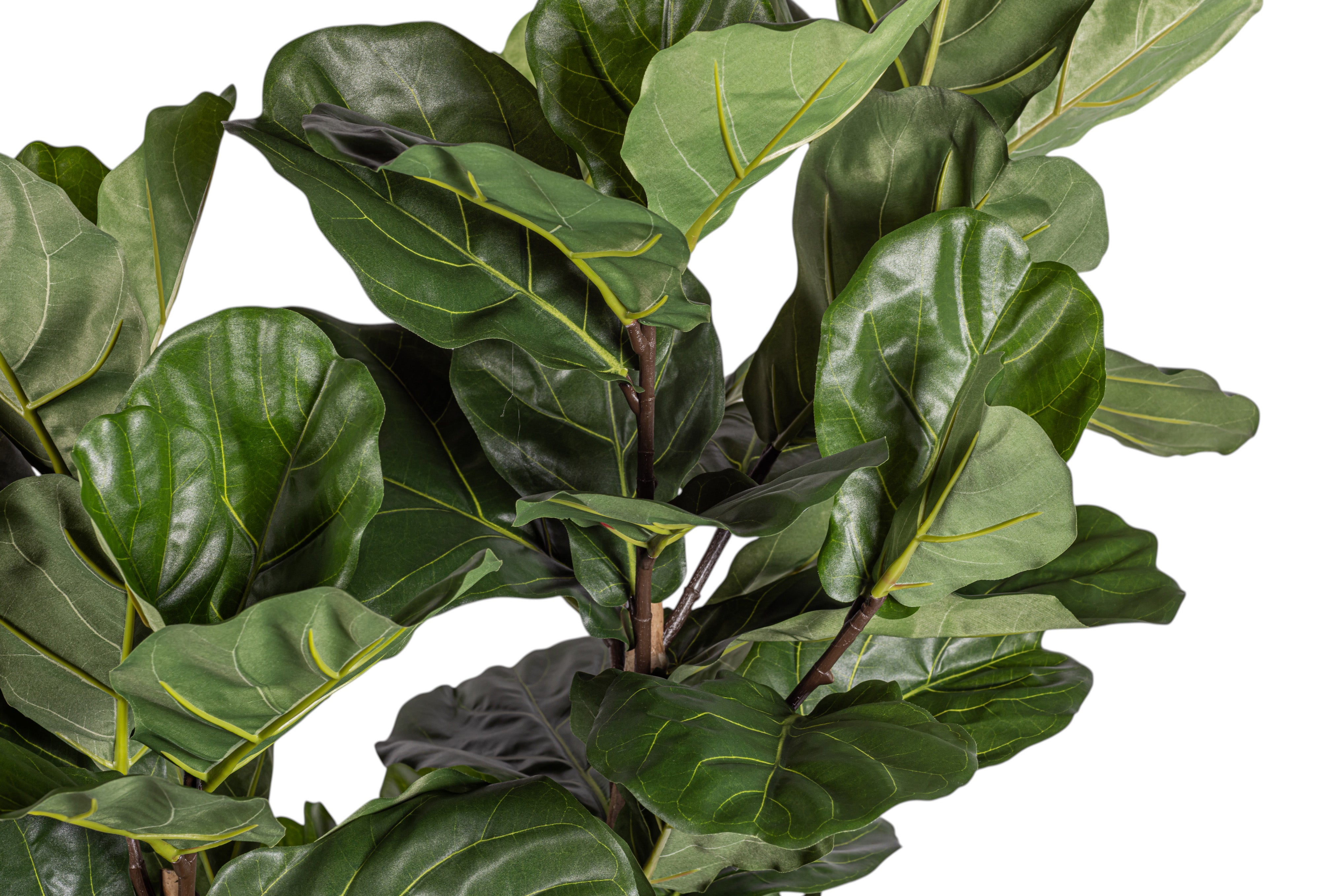 6' Fiddle Leaf Fig Tree   FP1400