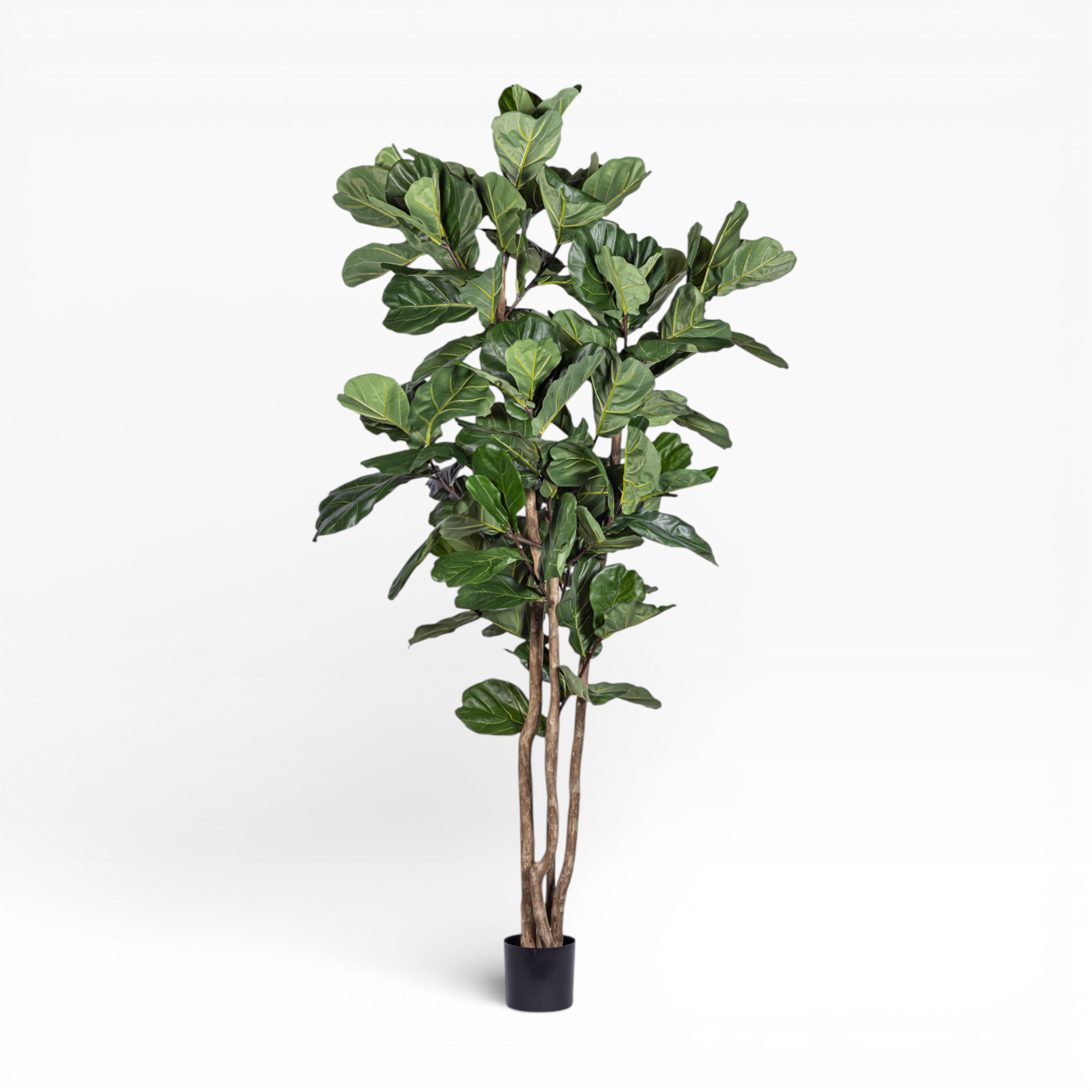 8' Fiddle Leaf Fig in Sable Planter