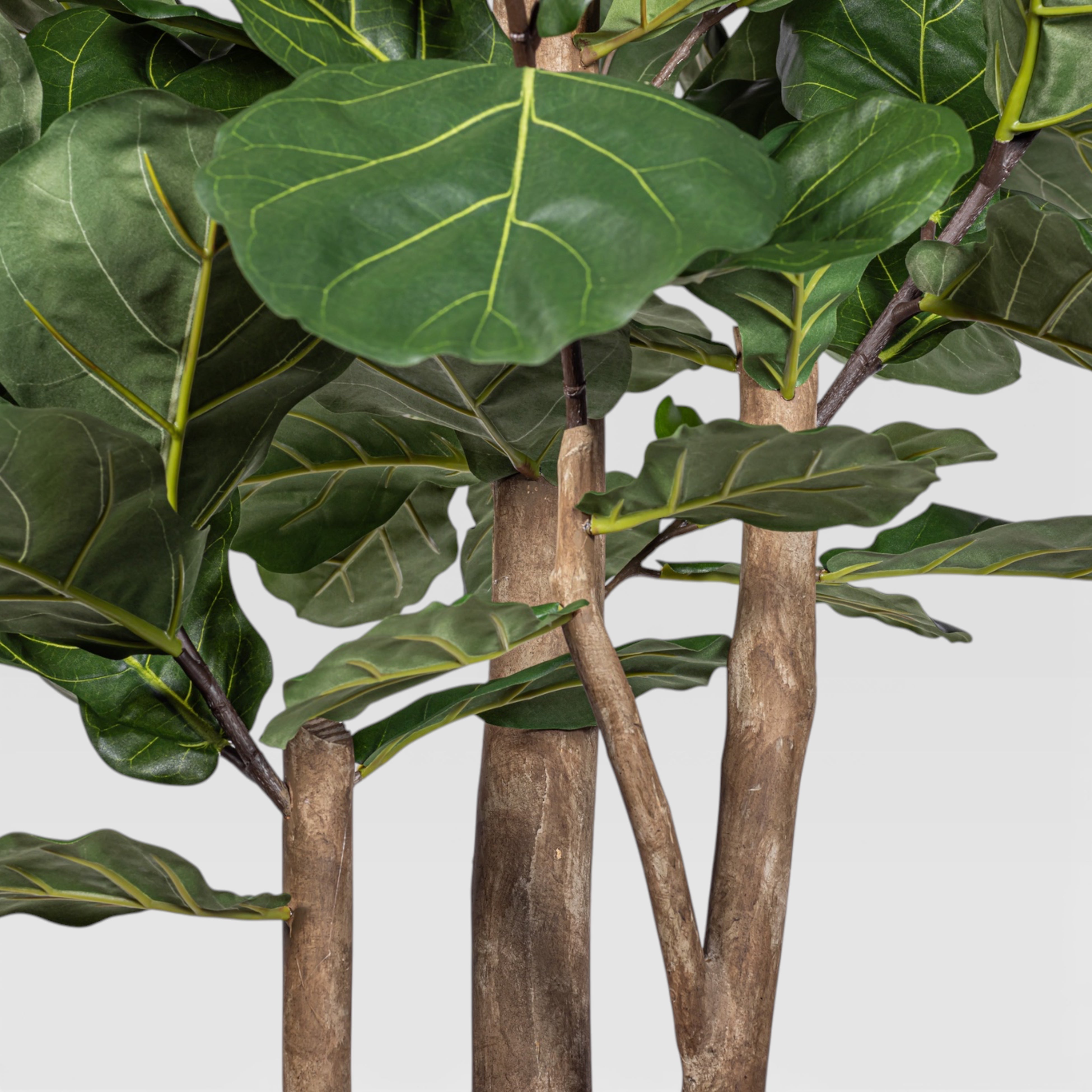 7' Fiddle Leaf Fig Tree   FP1402