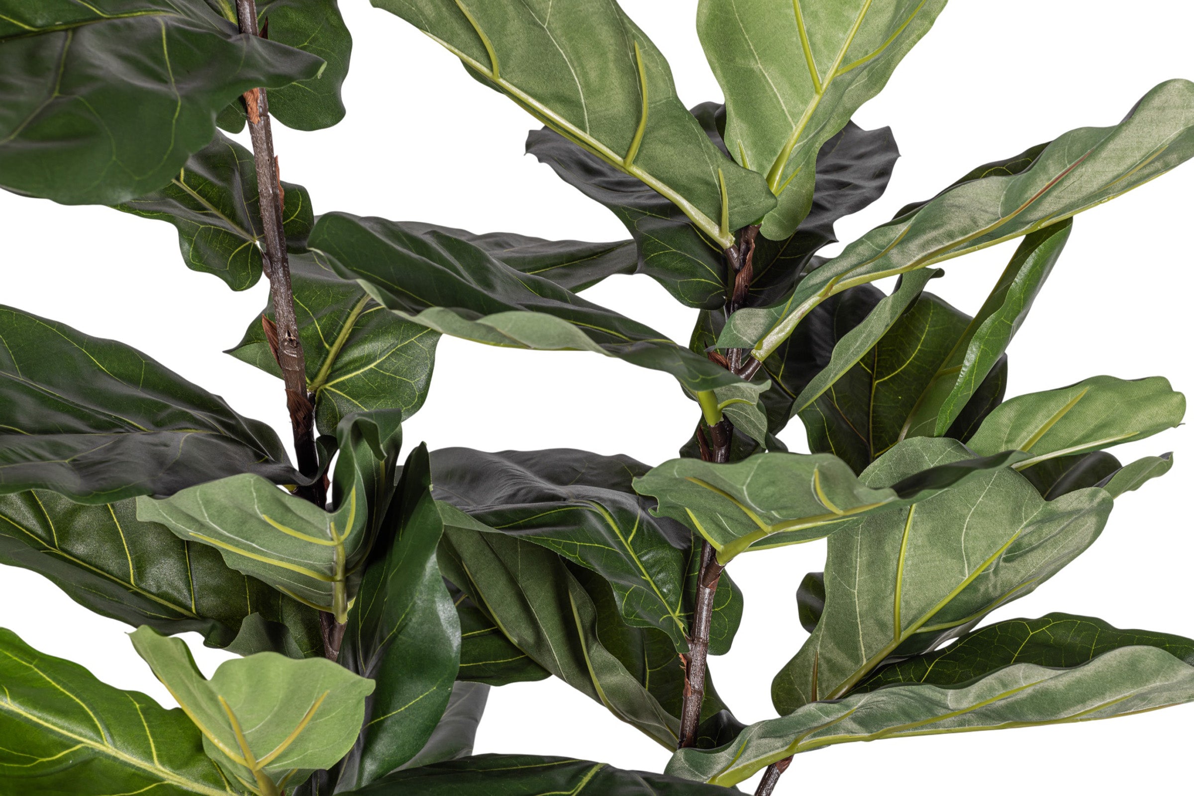 6' Fiddle Leaf Fig Tree   FP1405