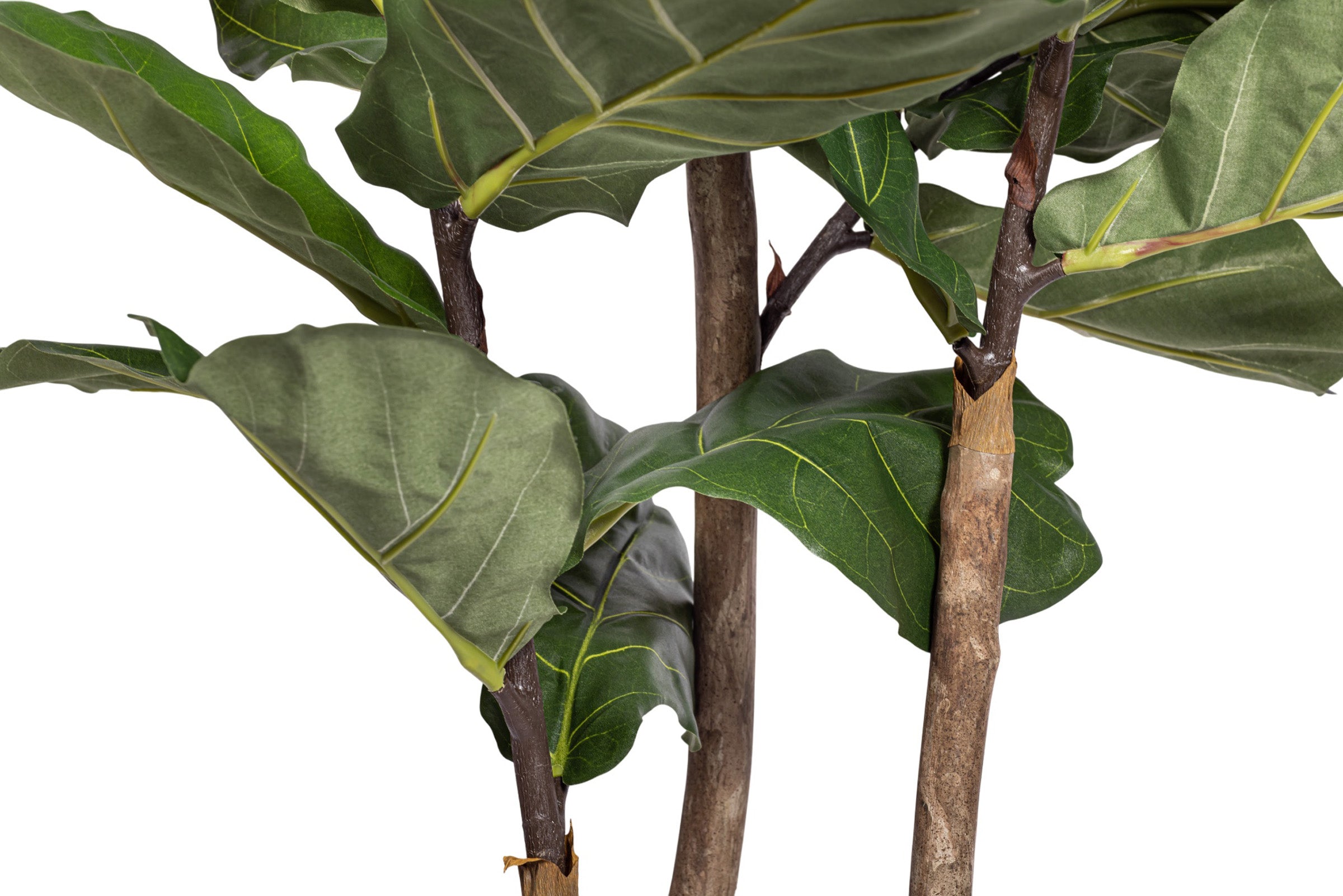 7' Fiddle Leaf Fig Tree   FP1406