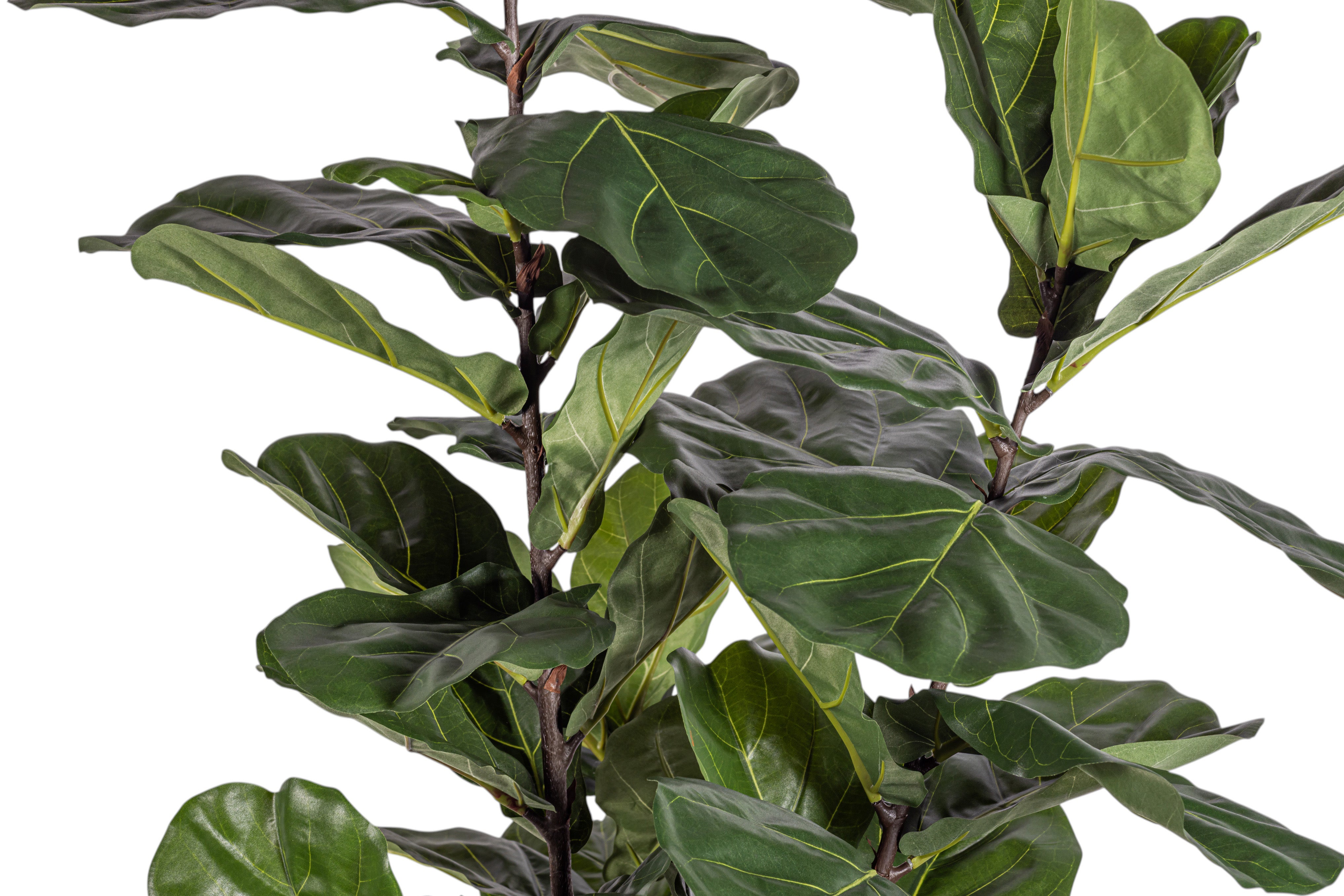 6' Fiddle Leaf Fig Tree   FP1408