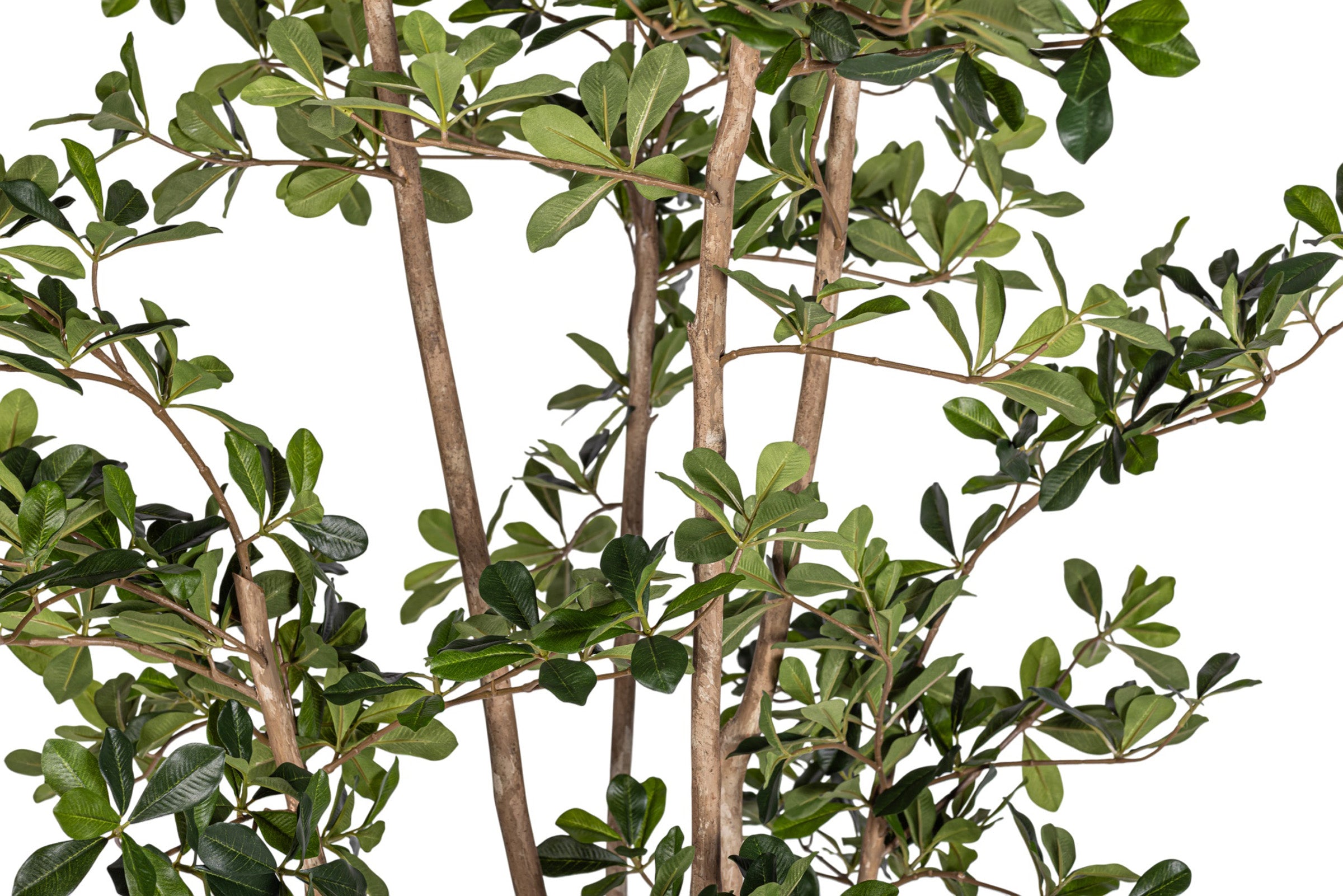 8' Black Olive/Shady Lady Tree   FP1410