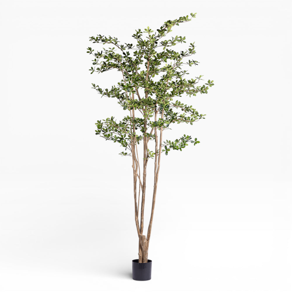 8' Black Olive Shady Lady Tree FP1411