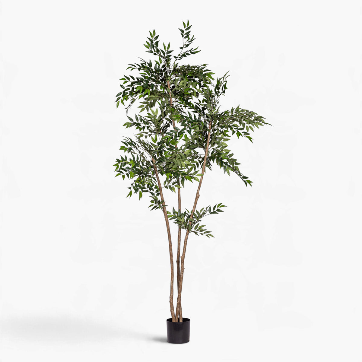 8' French Ficus Tree   FP1414