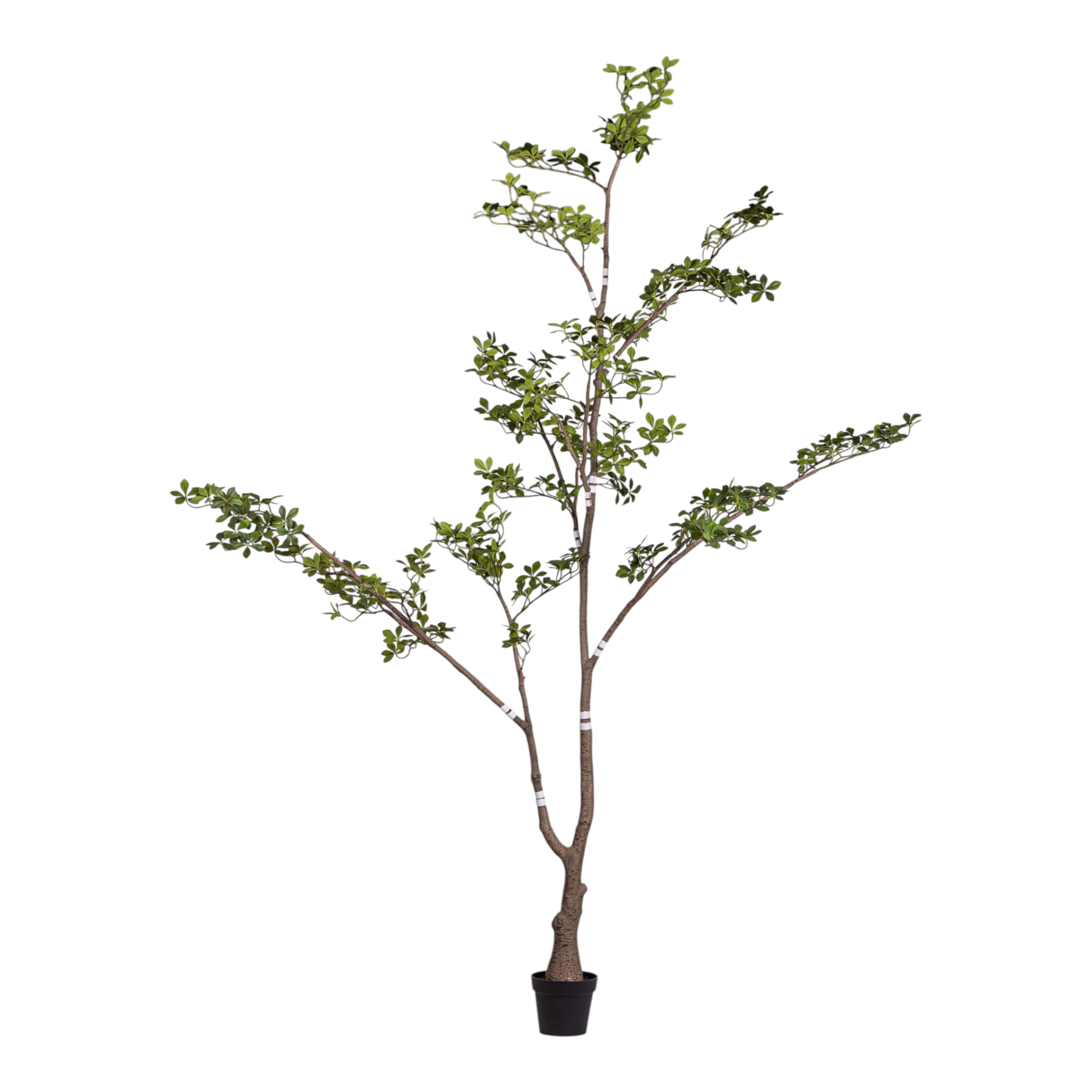 9' Gardenia Tree (flowerless)   FP1422