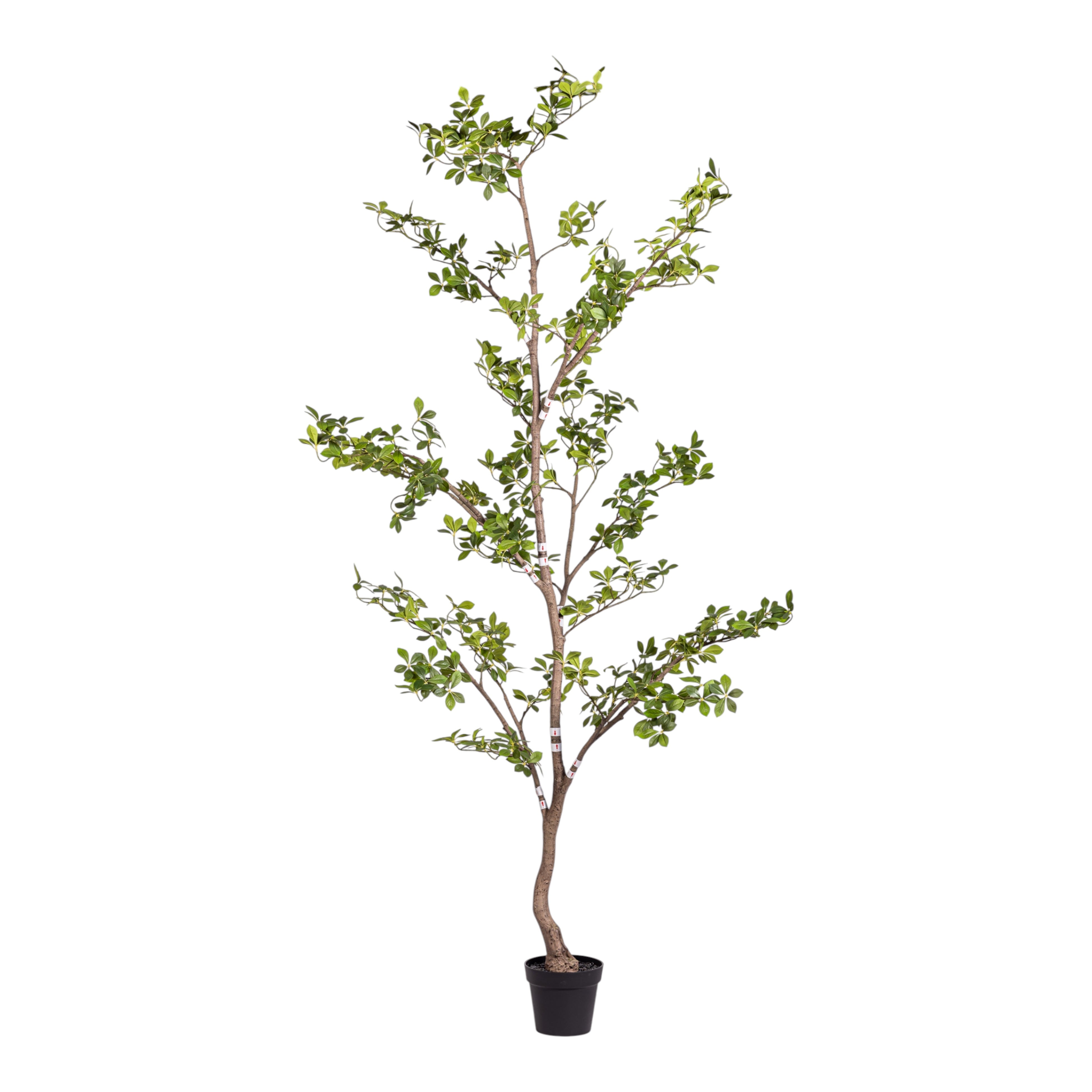 8' Gardenia Tree (flowerless)   FP1423