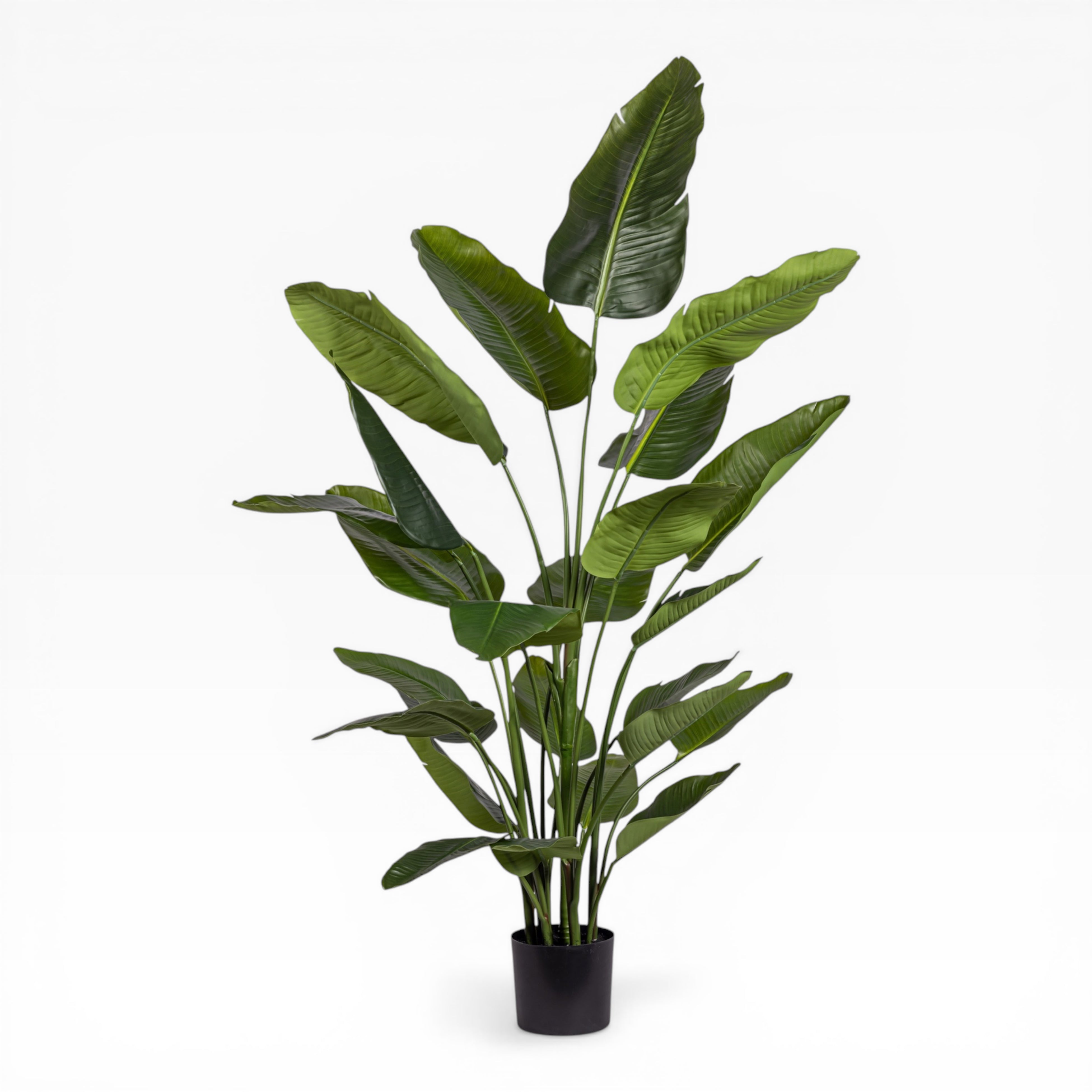 6' Traveller Palm Tree   FP1424