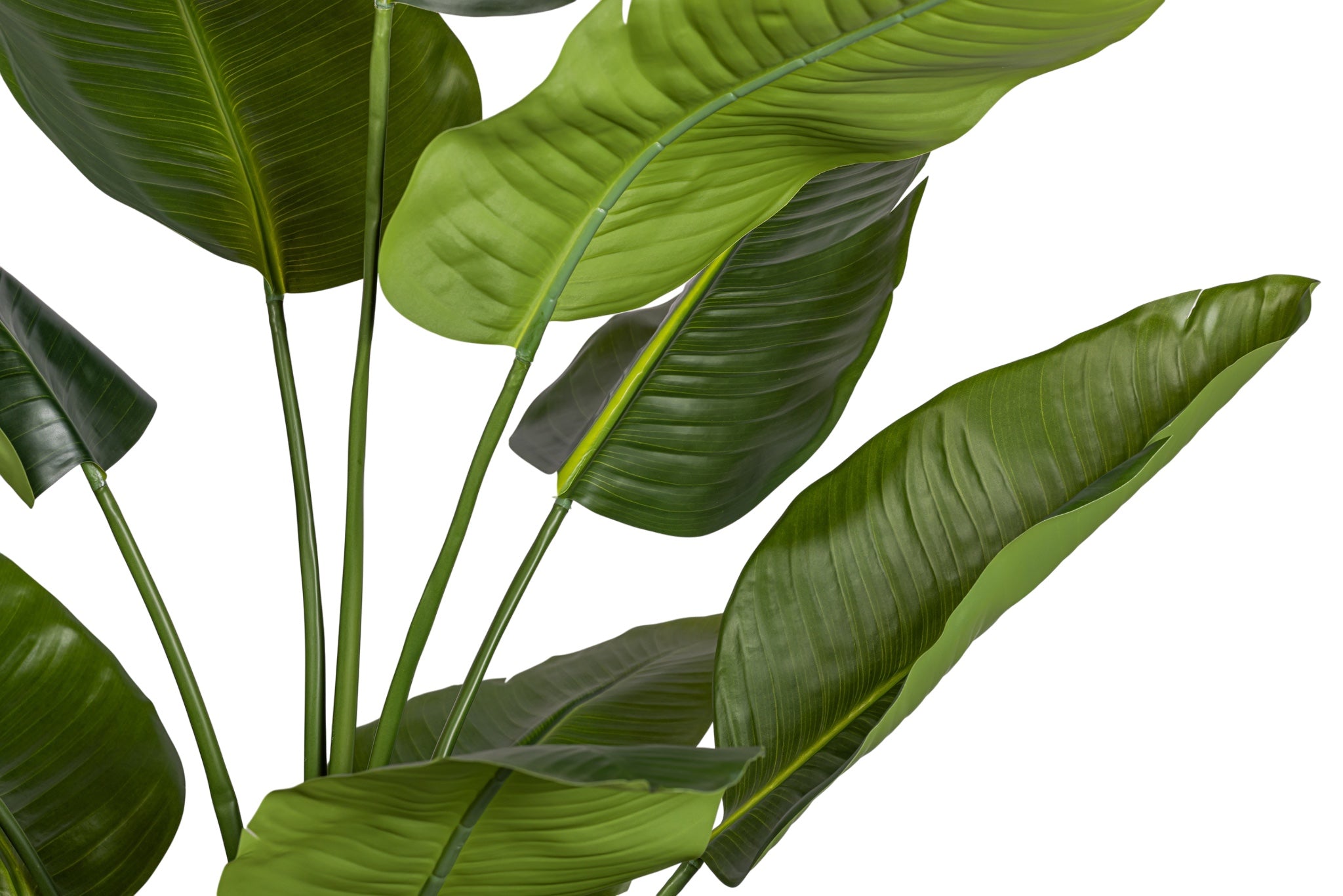 6' Traveller Palm Tree   FP1424