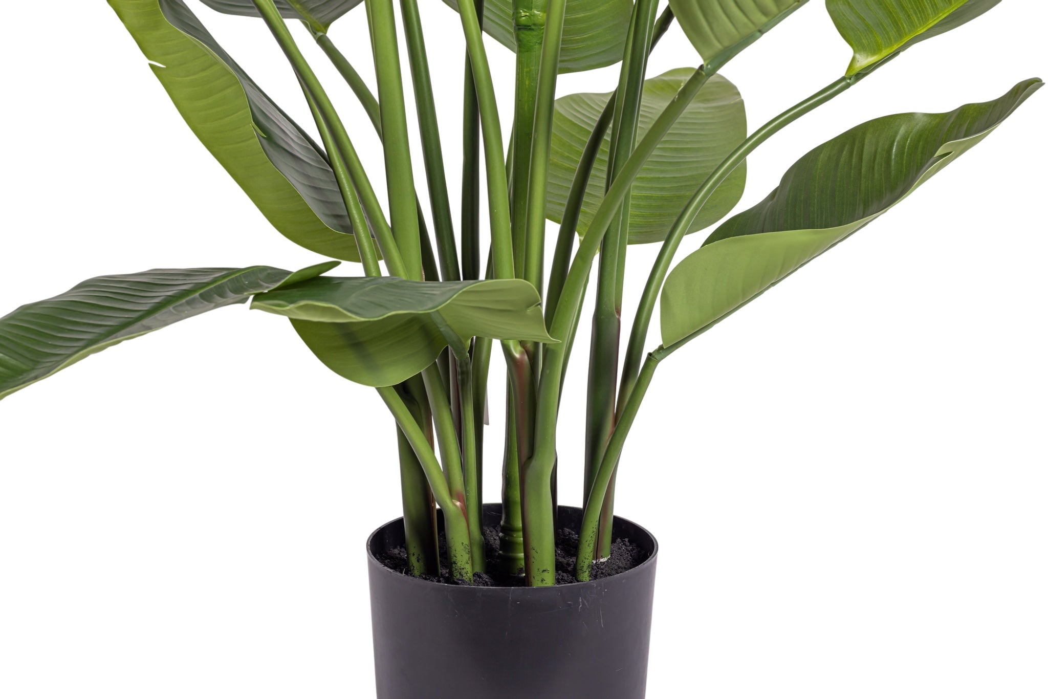 6' Traveller Palm Tree   FP1424
