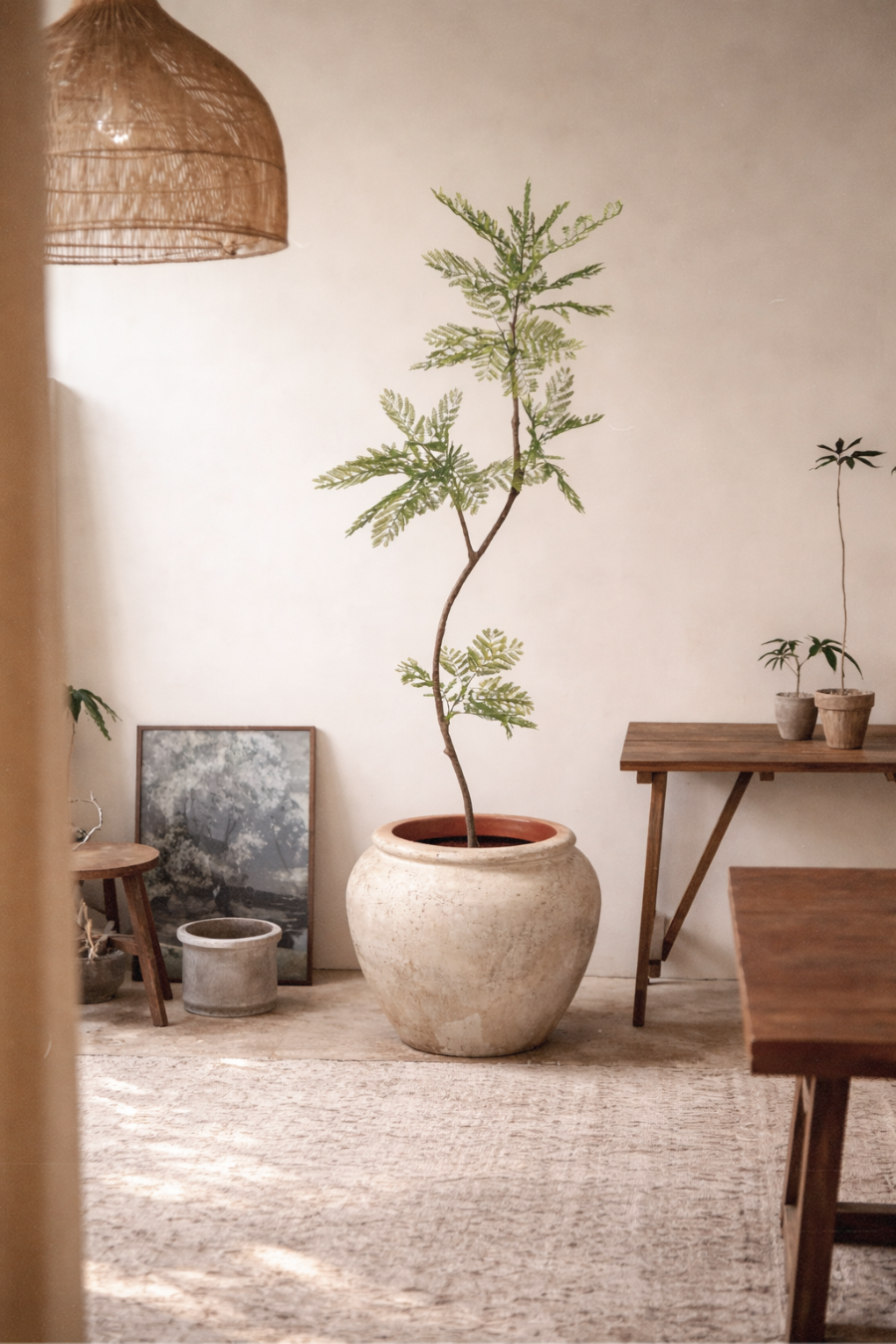 7' Jacaranda Tree   FP1425