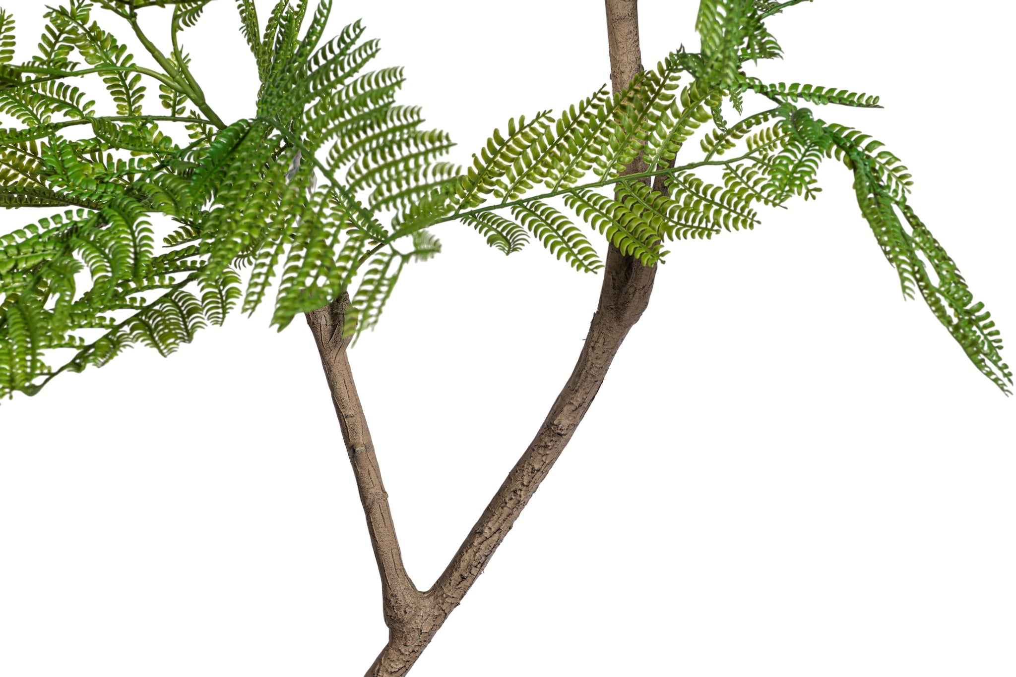 7' Jacaranda Tree   FP1425