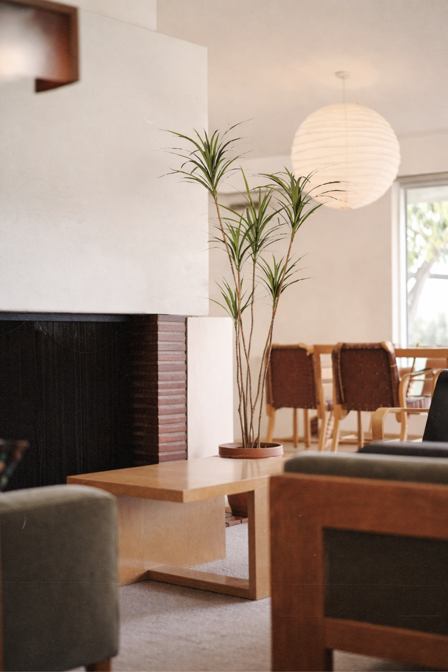 6.5' Dracaena Magenta     FP1430