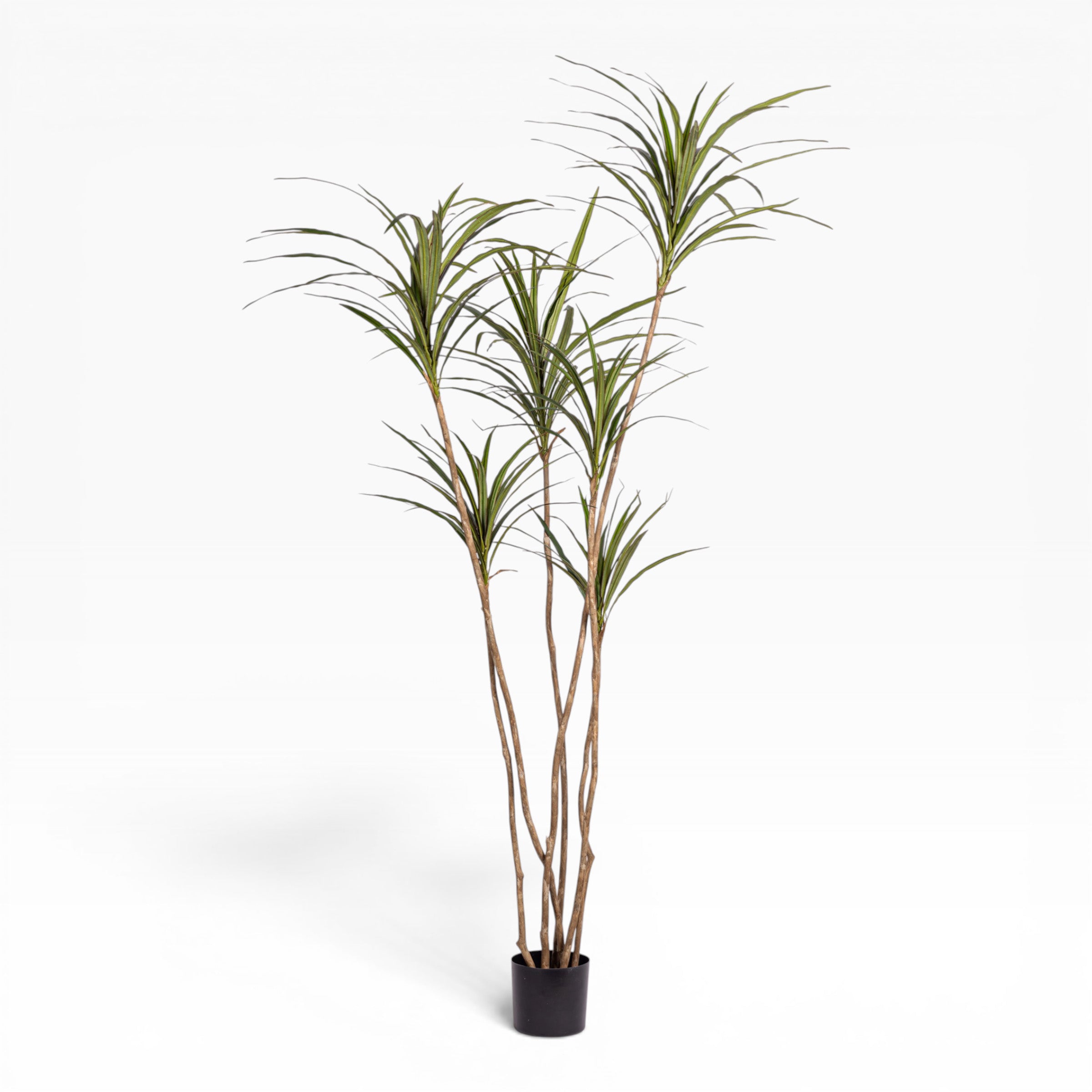 6.5' Dracaena Magenta     FP1430