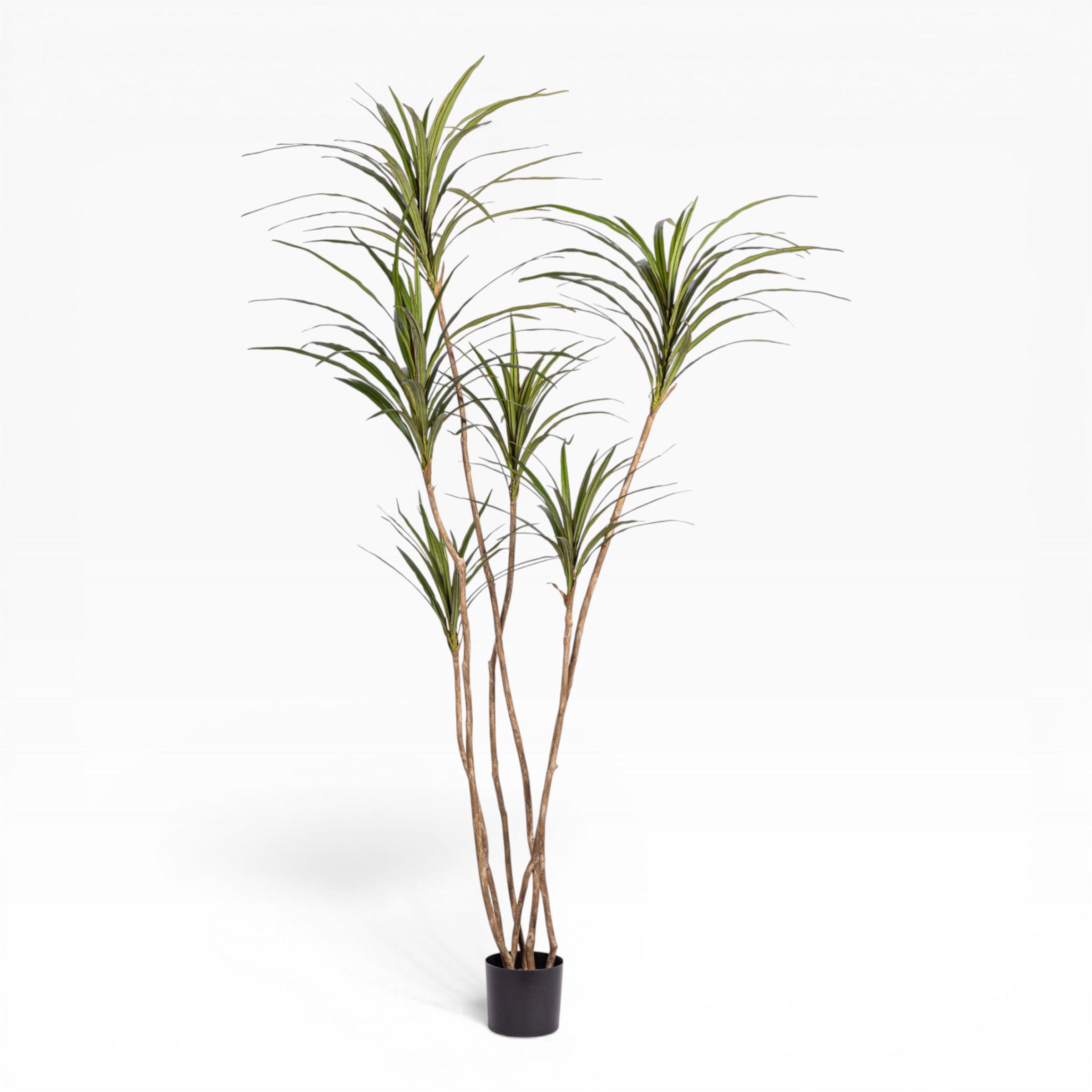 6.5' Dracaena Magenta     FP1430