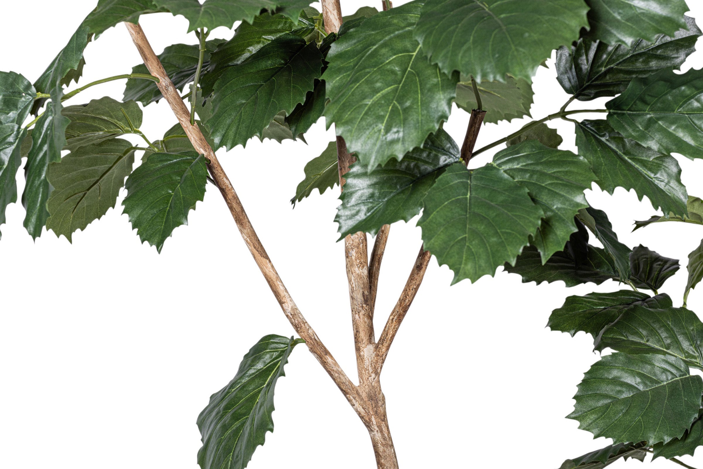 9' Mulberry Tree     FP1432
