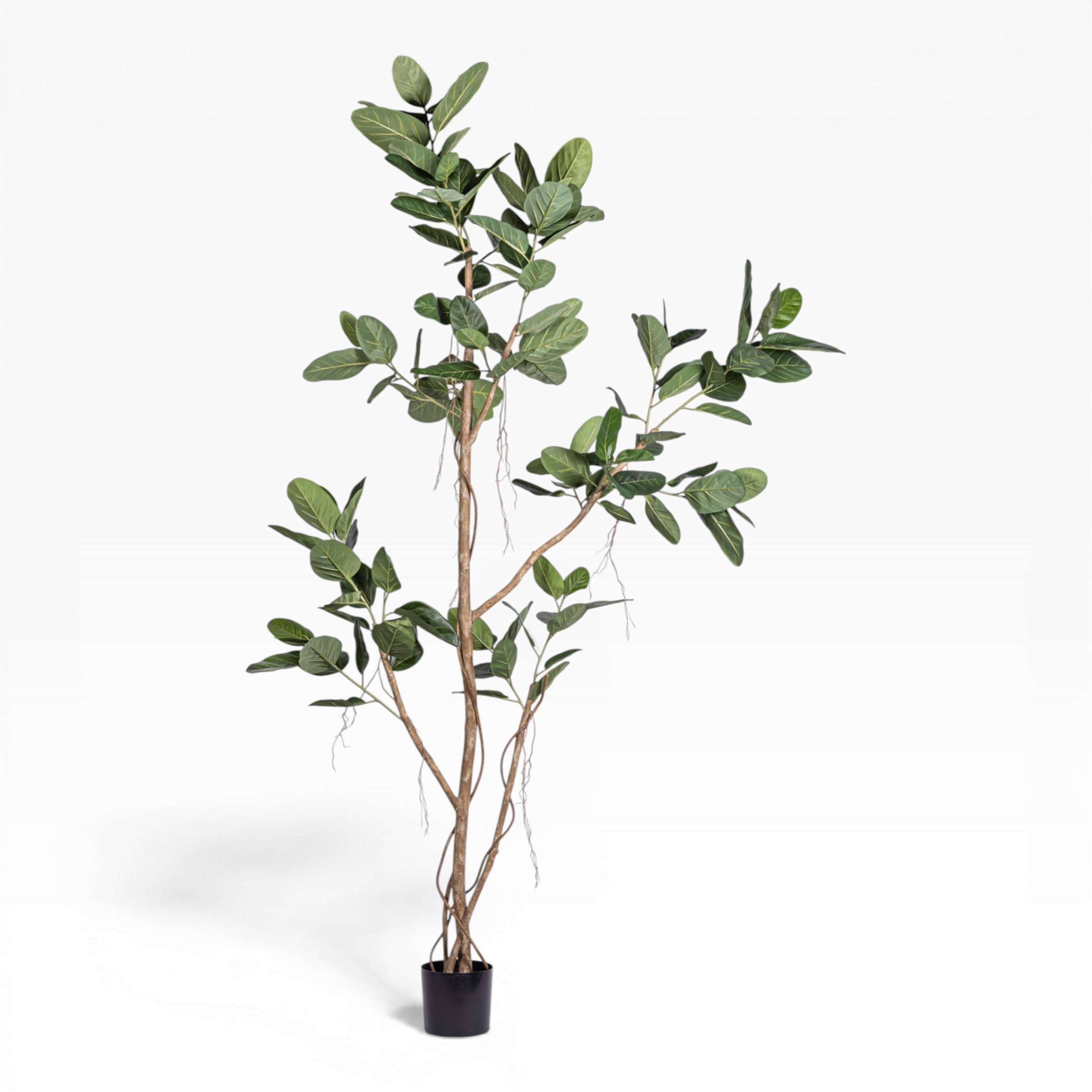 9' Audrey Ficus Tree       FP1433