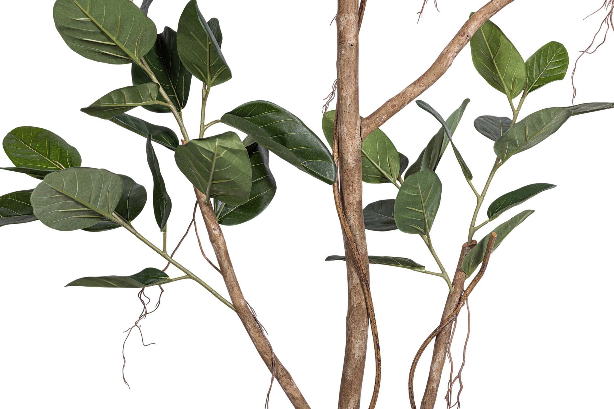 9' Audrey Ficus Tree       FP1433