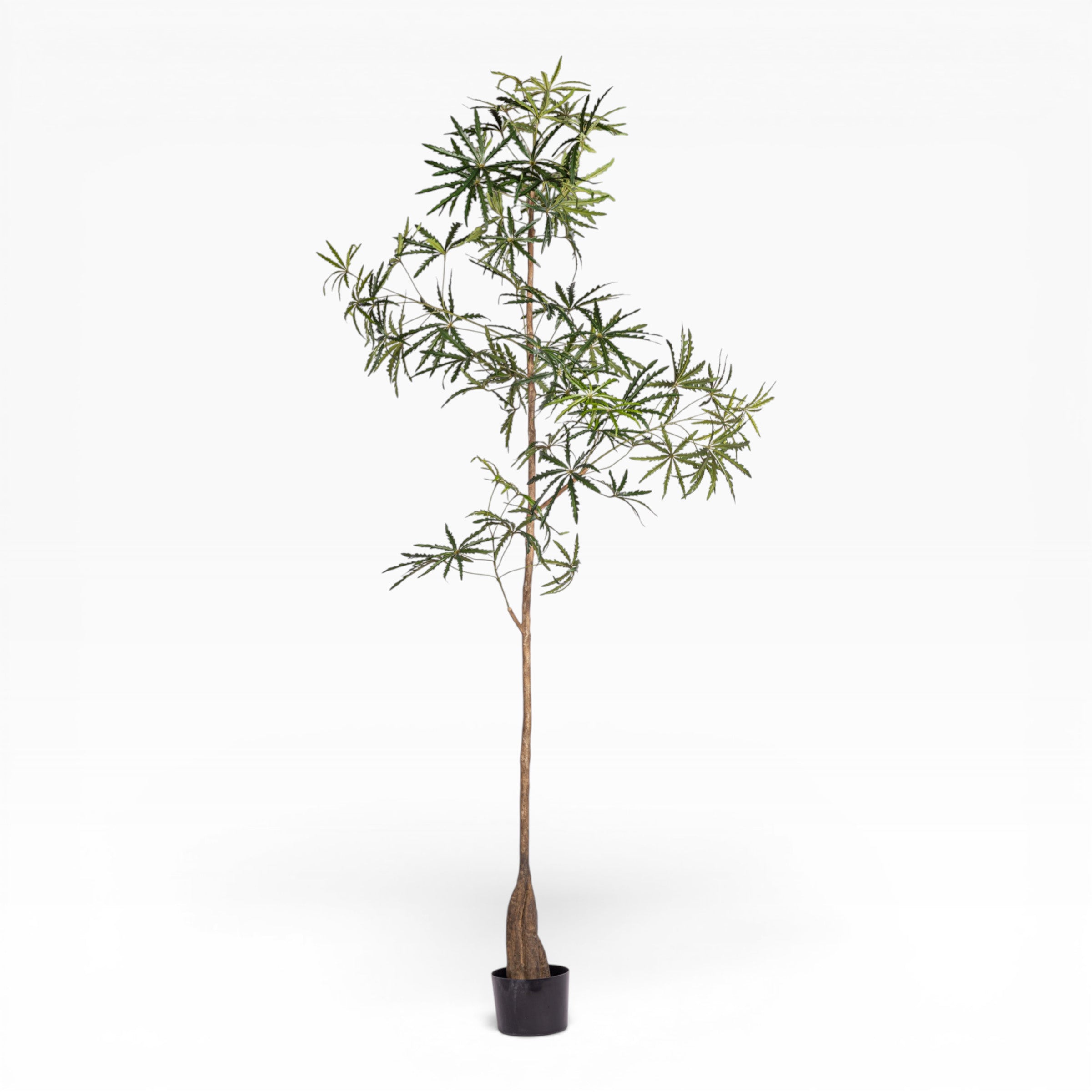 10' False Aralia Tree     FP1434