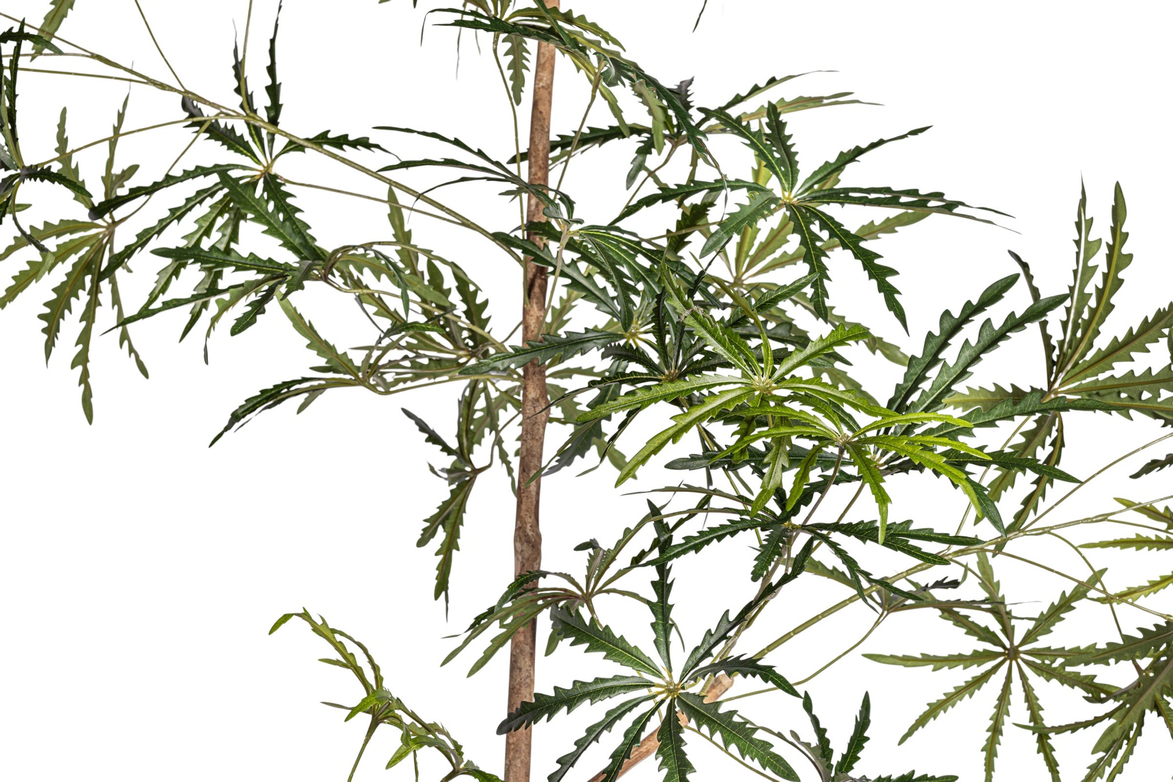 10' False Aralia Tree     FP1434