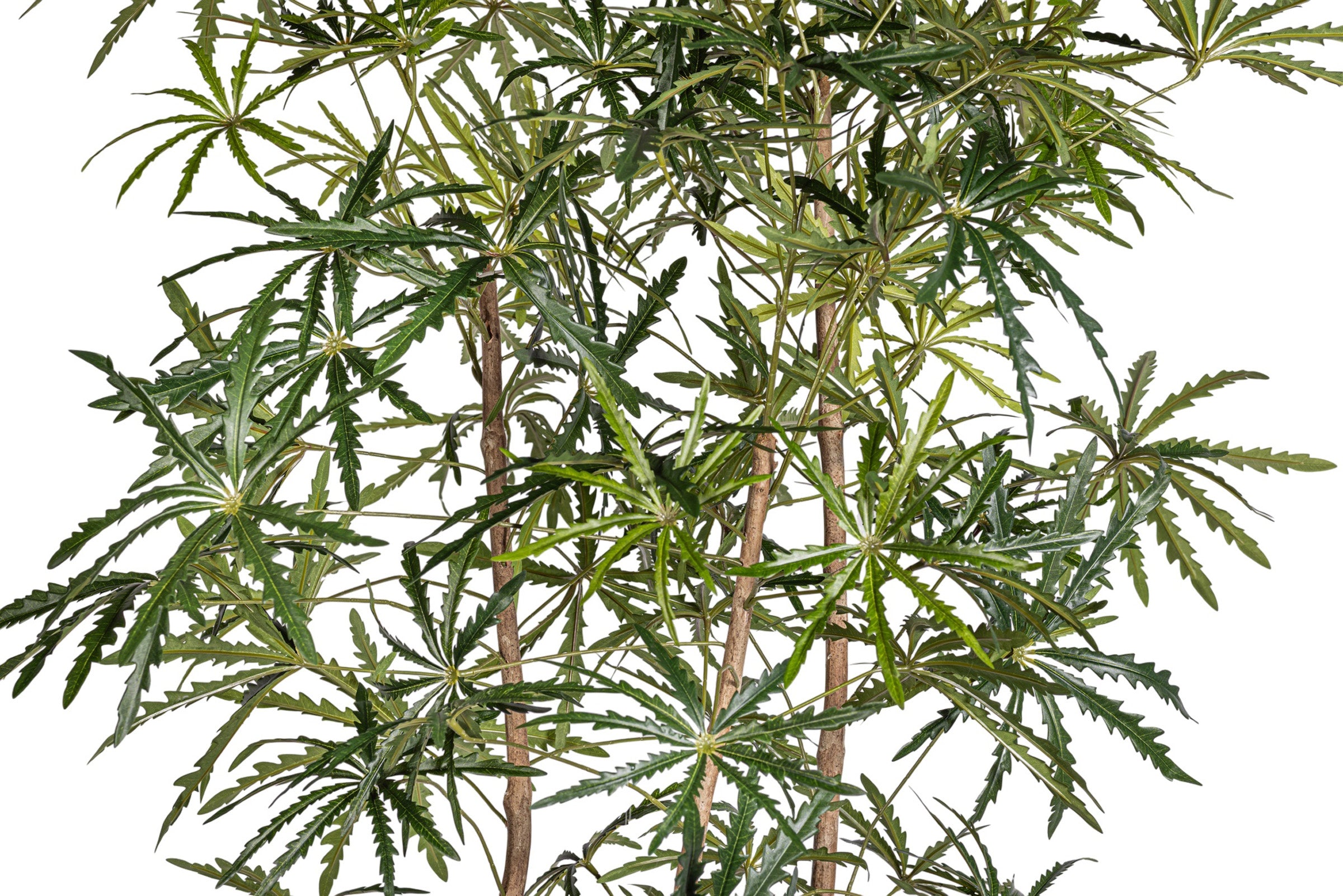 10' False Aralia Tree     FP1435