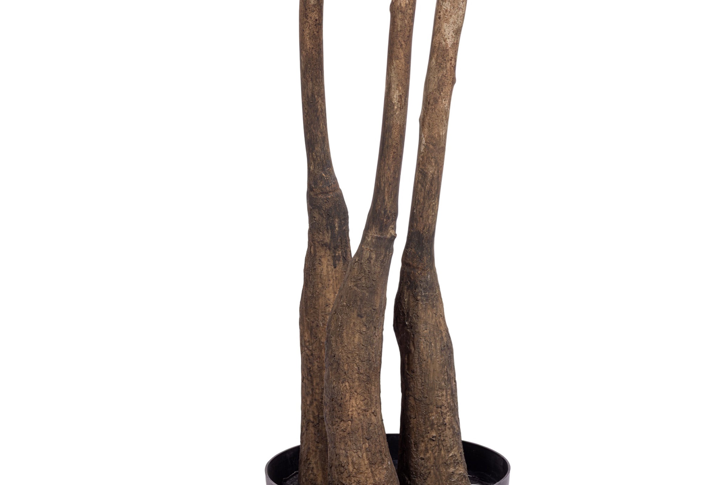 10' False Aralia Tree     FP1435