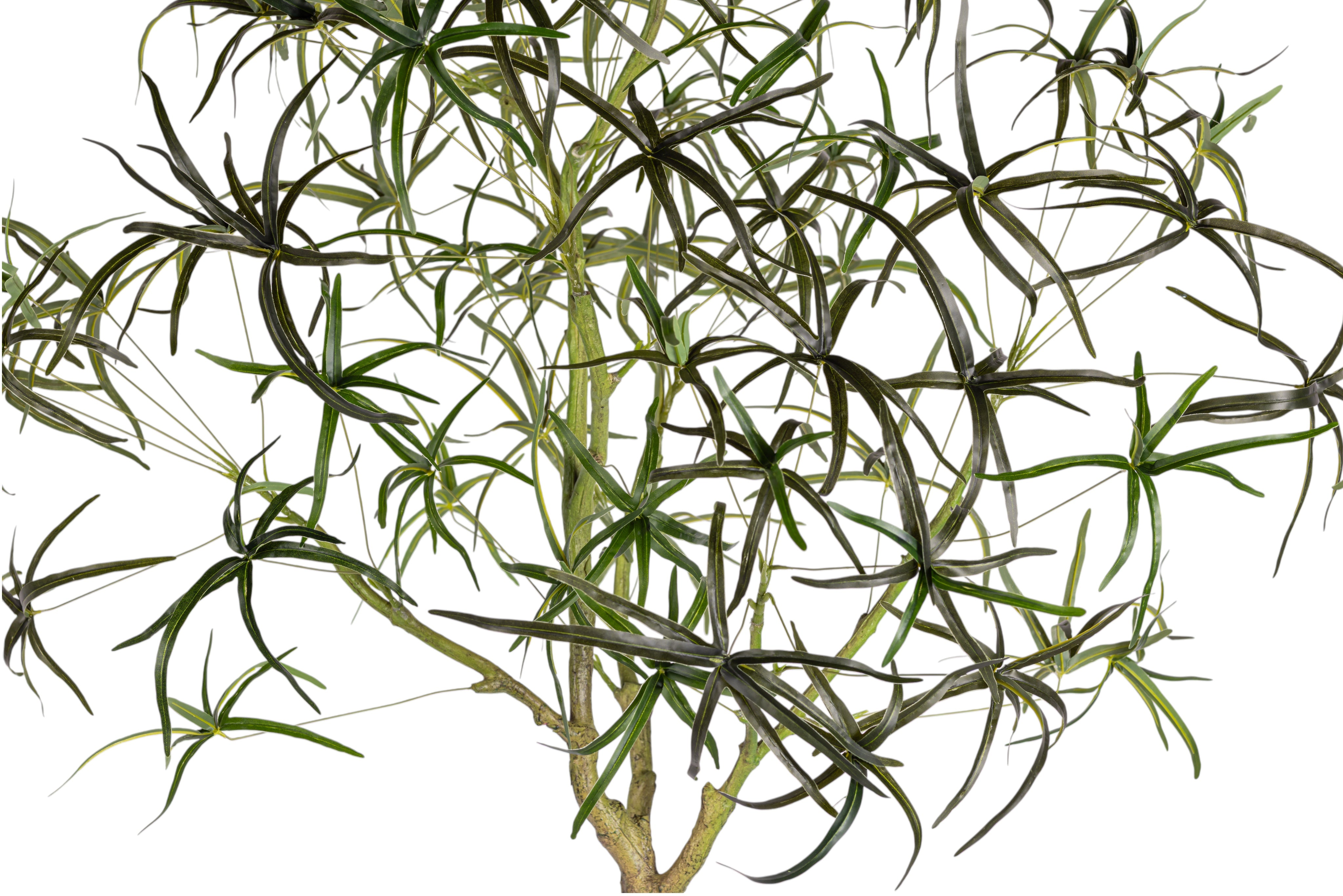 7' Queensland Bottle Tree     FP1436