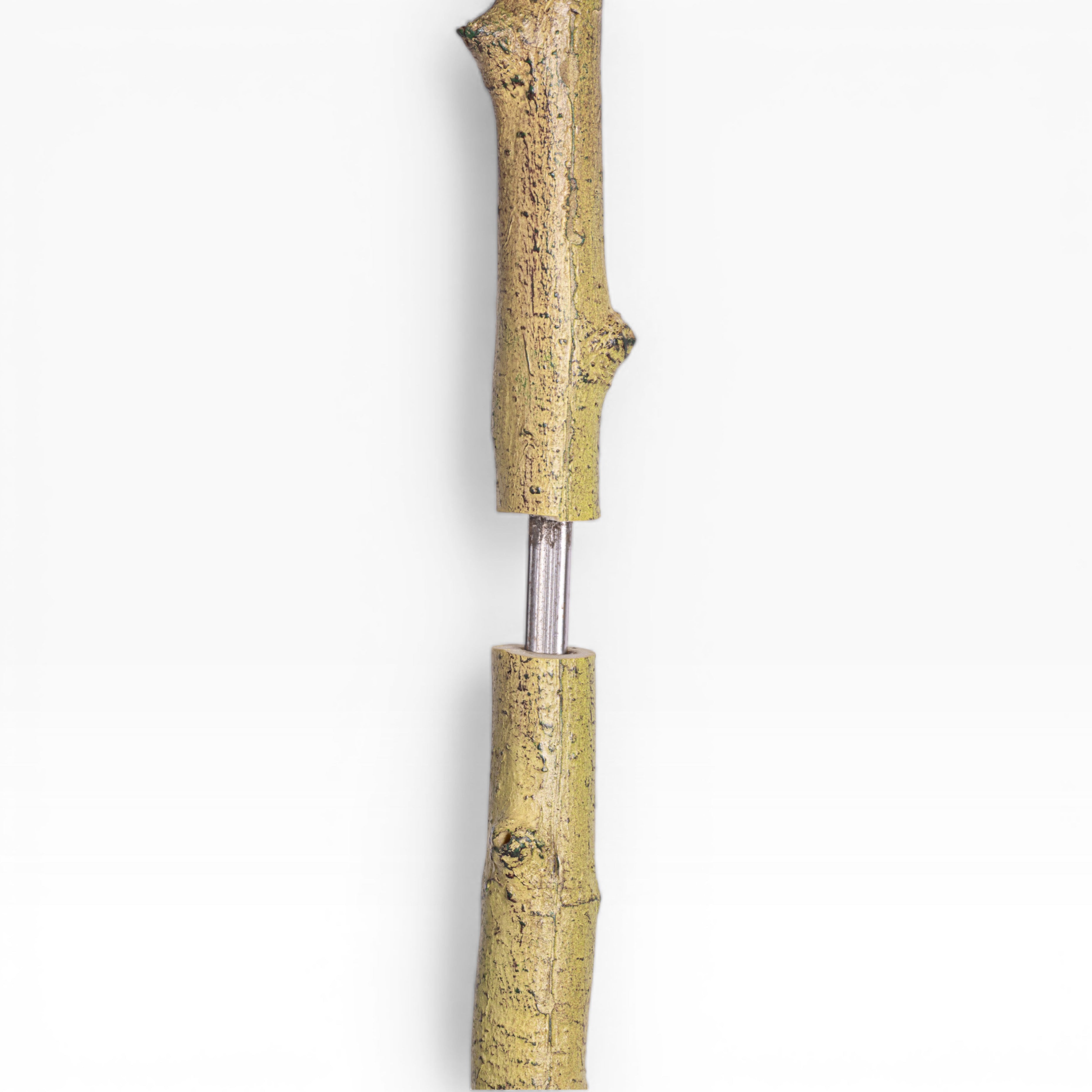 7' Queensland Bottle Tree     FP1436