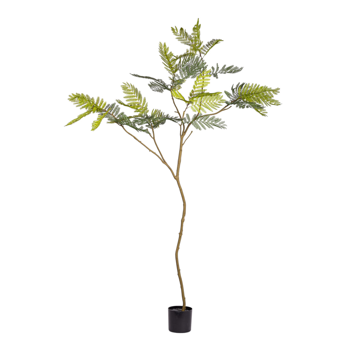 8' Jacaranda Tree FP1438