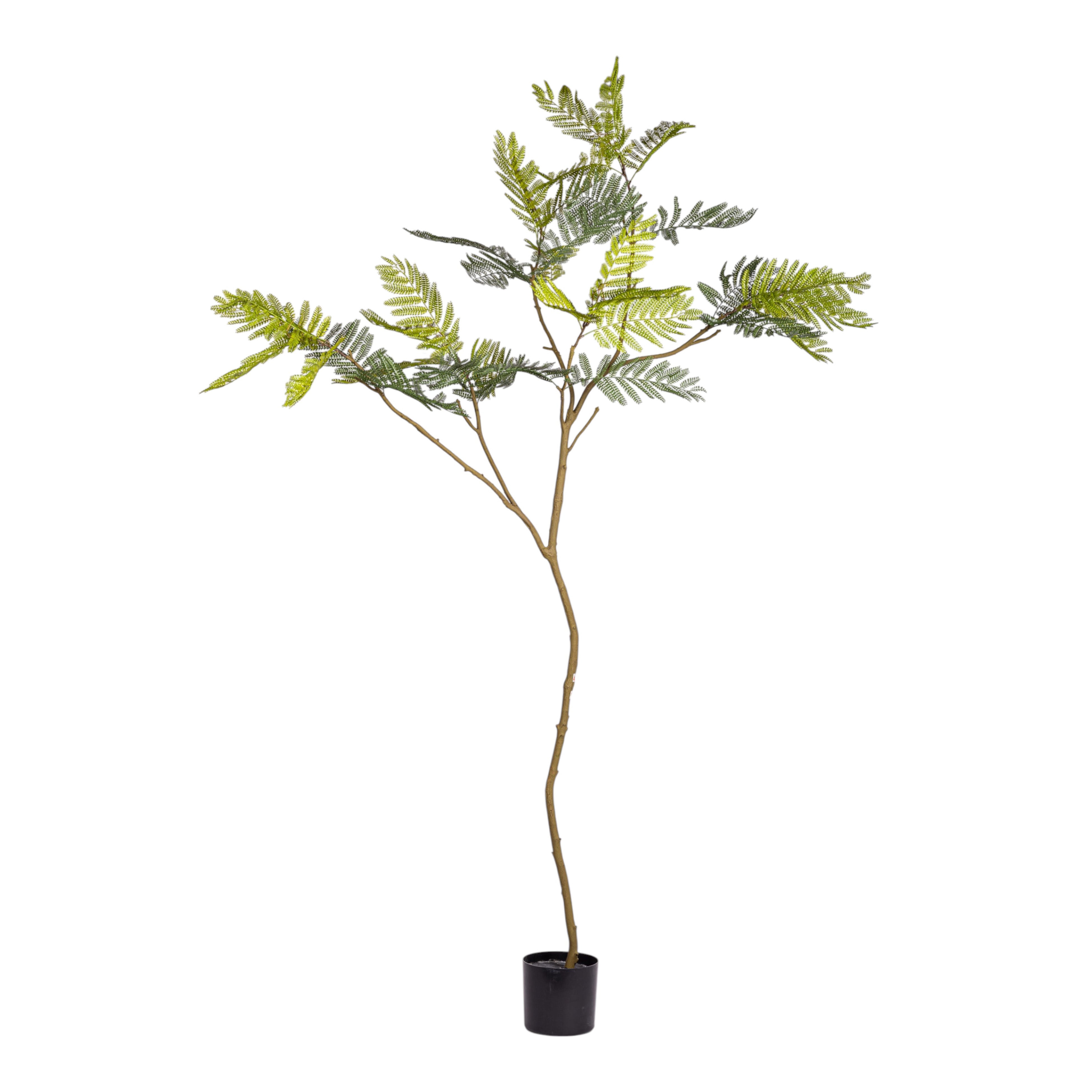 8' Jacaranda Tree FP1438