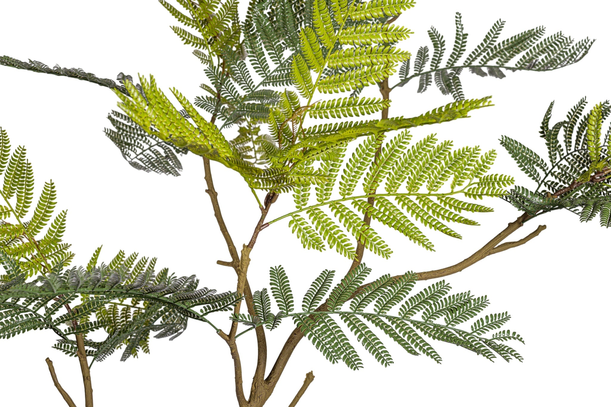 8' Jacaranda Tree FP1438