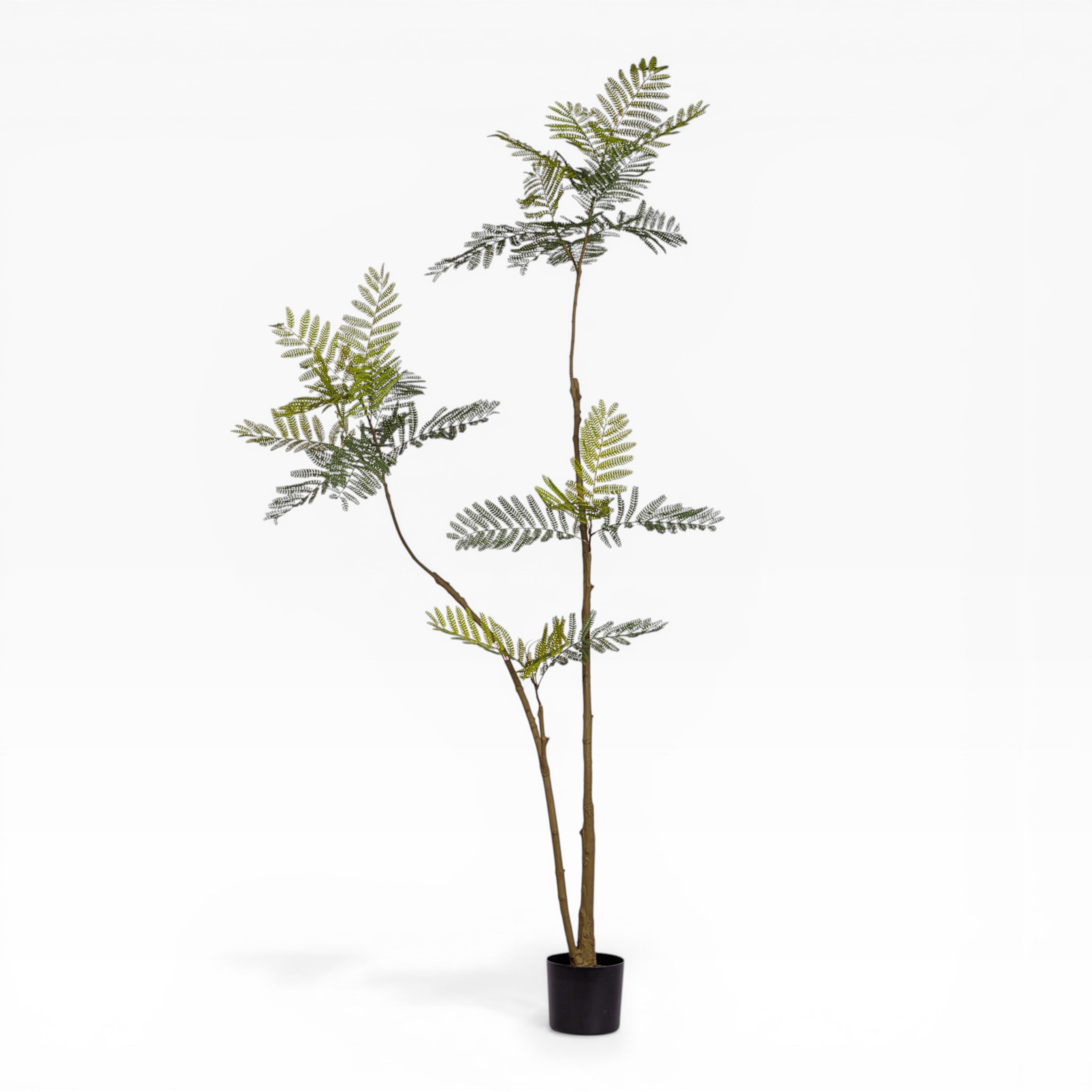 7.5' Jacaranda FP1439